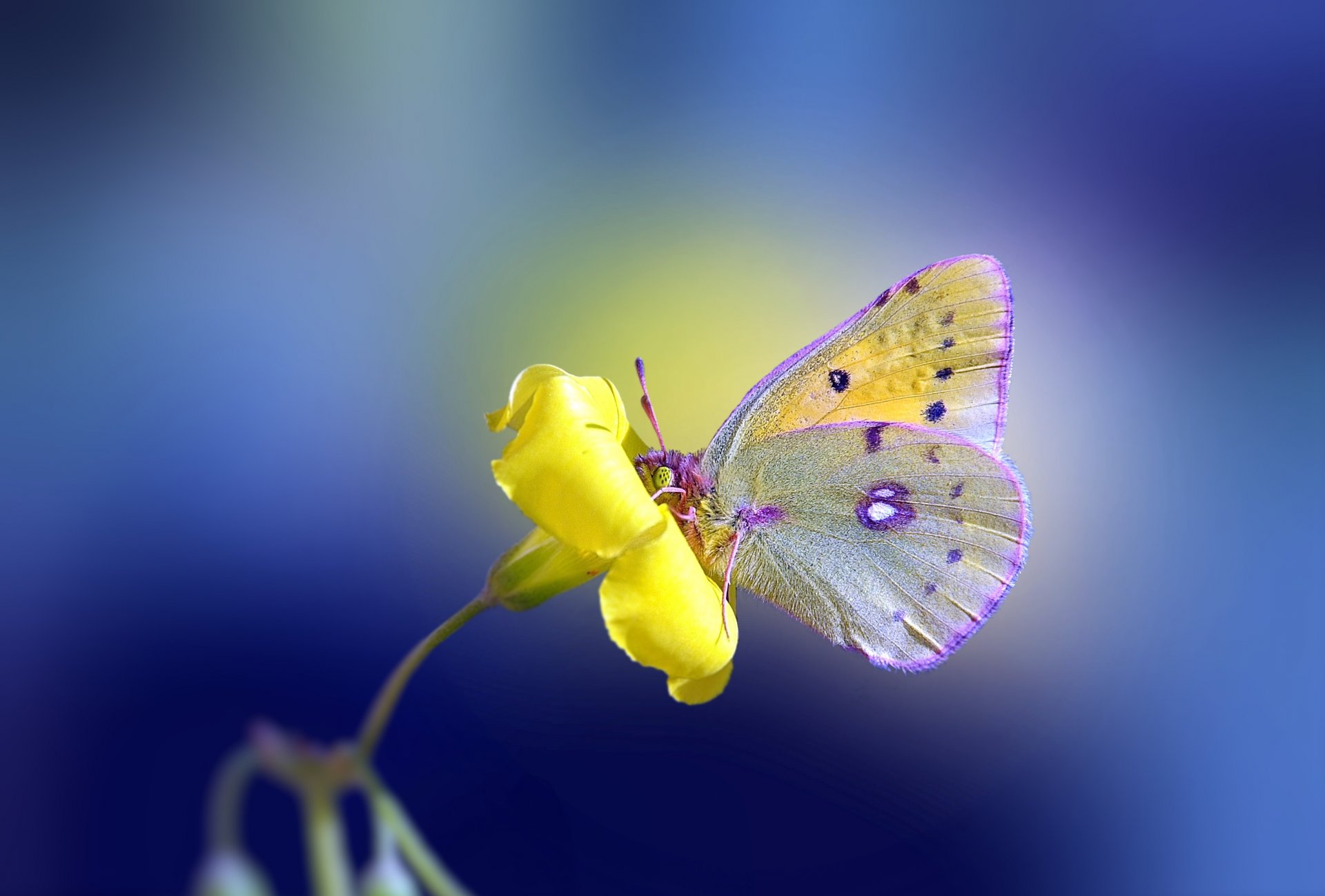 flower yellow butterfly background