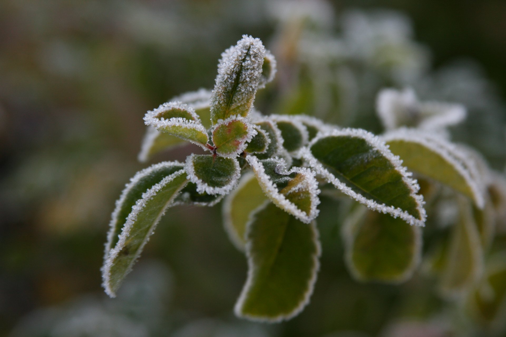 fond papier peint macro nature brindille feuilles plante givre gel froid