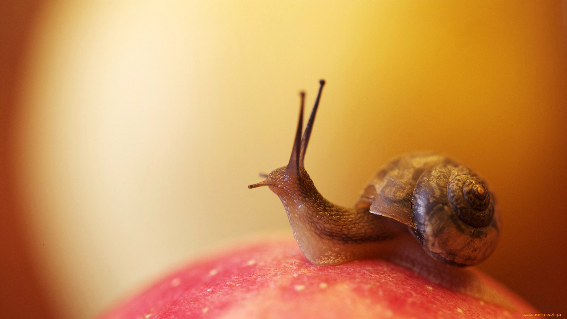 lumaca conchiglia corna muco superficie cefalopode mollusco