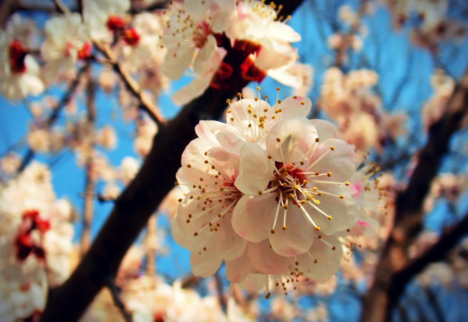 makro frühling aprikose blüte himmel freude