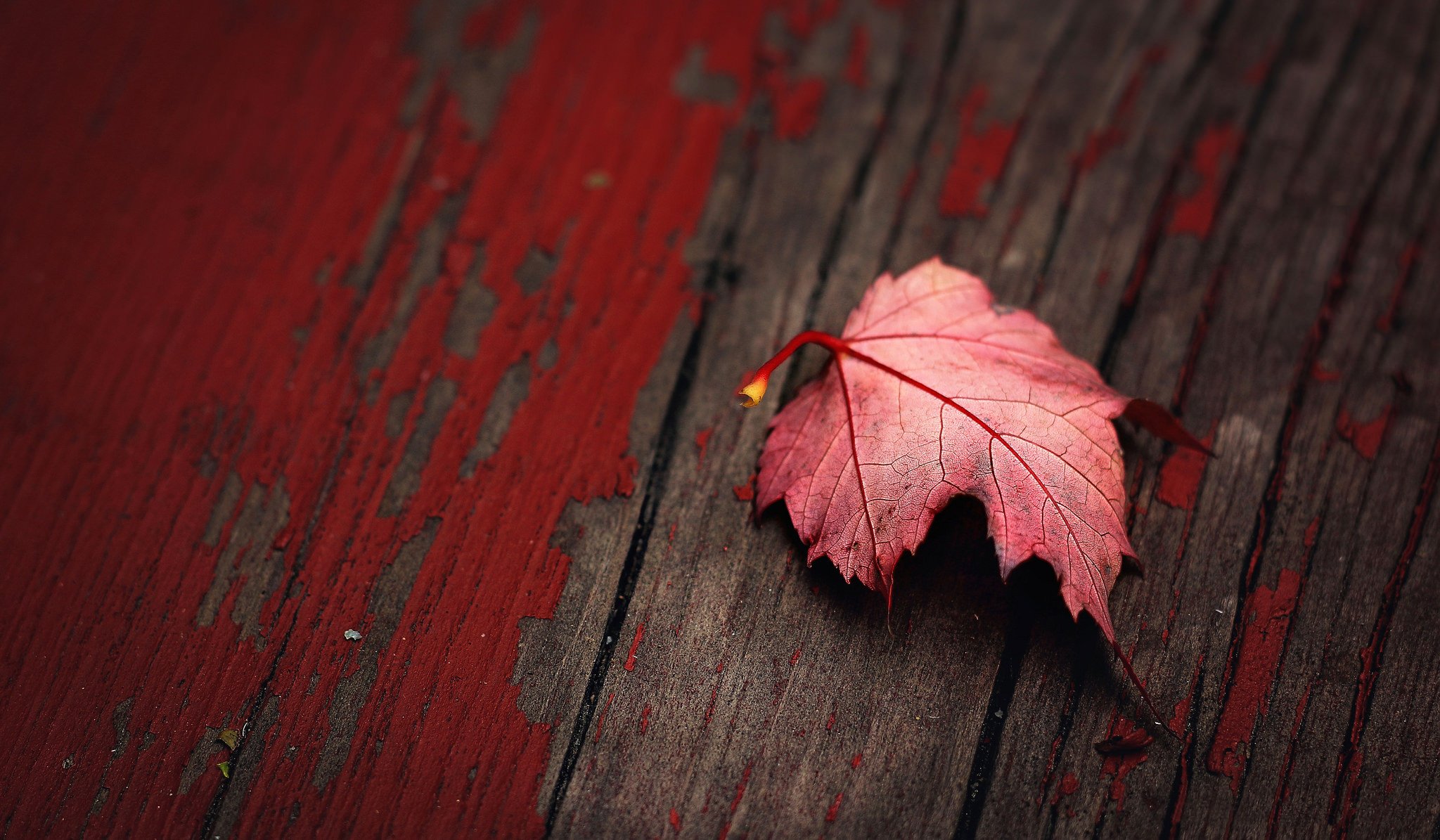 macro foglio rosso bordo vernice struttura