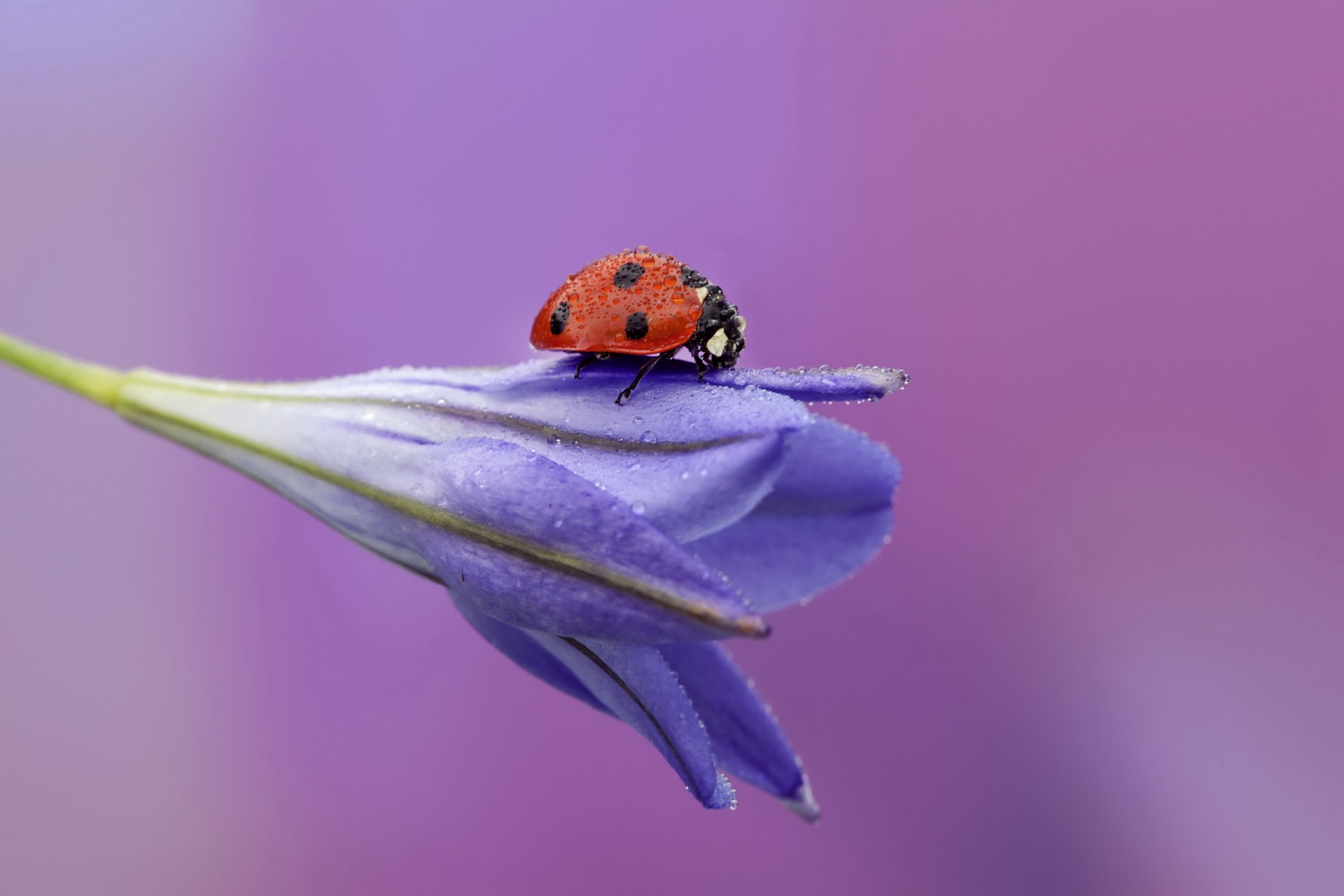 flor mariquita gotas rocío fondo