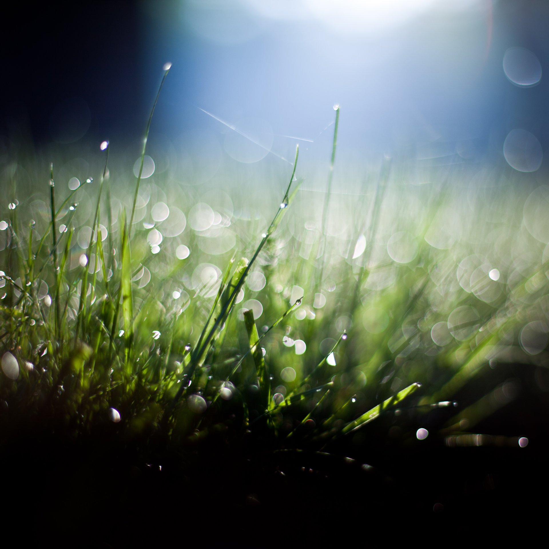 gras blau grün schwarz bokeh