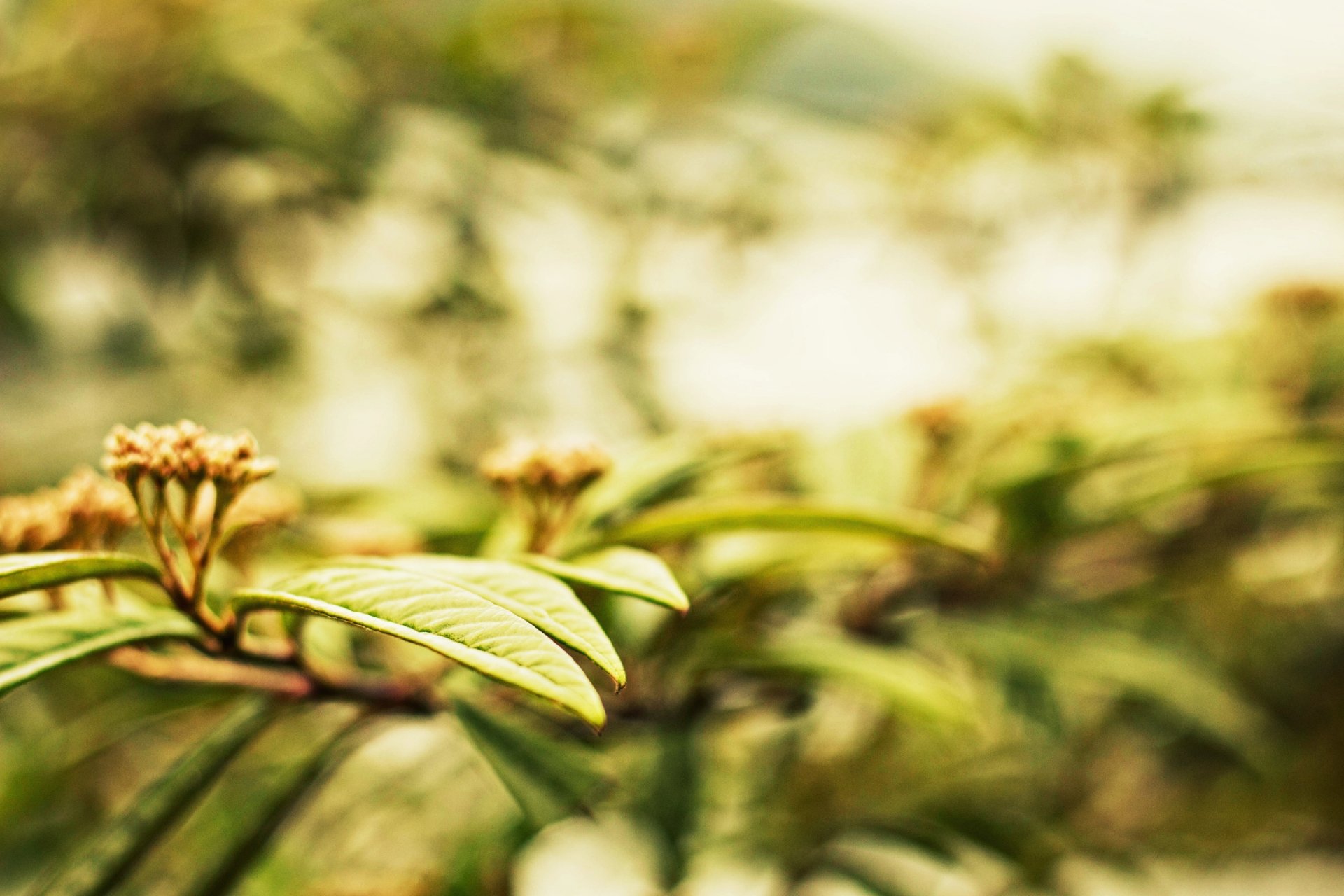 macro pianta foglie foglia foglioline sfocatura alberi bokeh sfondo carta da parati widescreen schermo intero widescreen