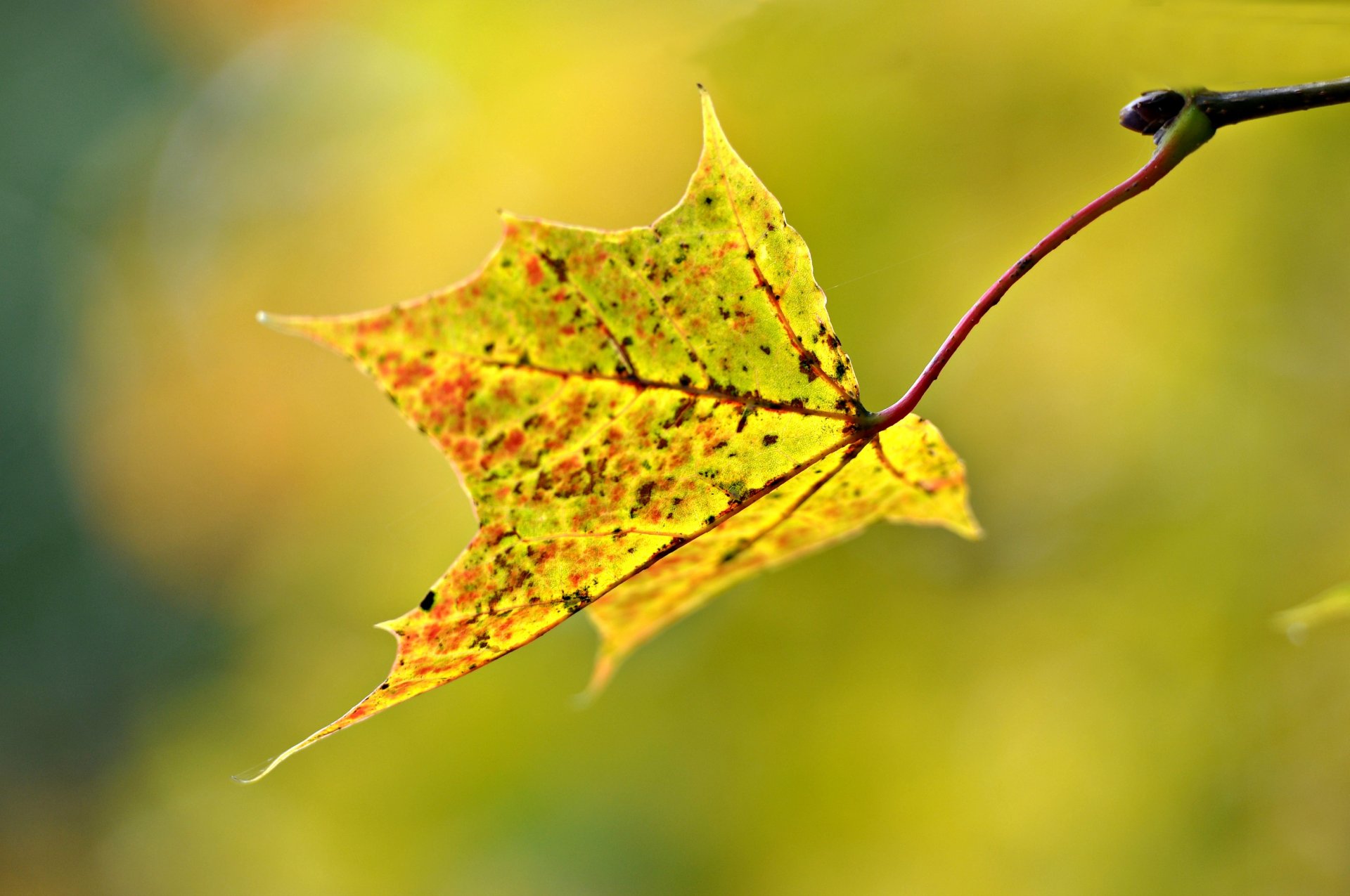 makro blatt herbst unschärfe