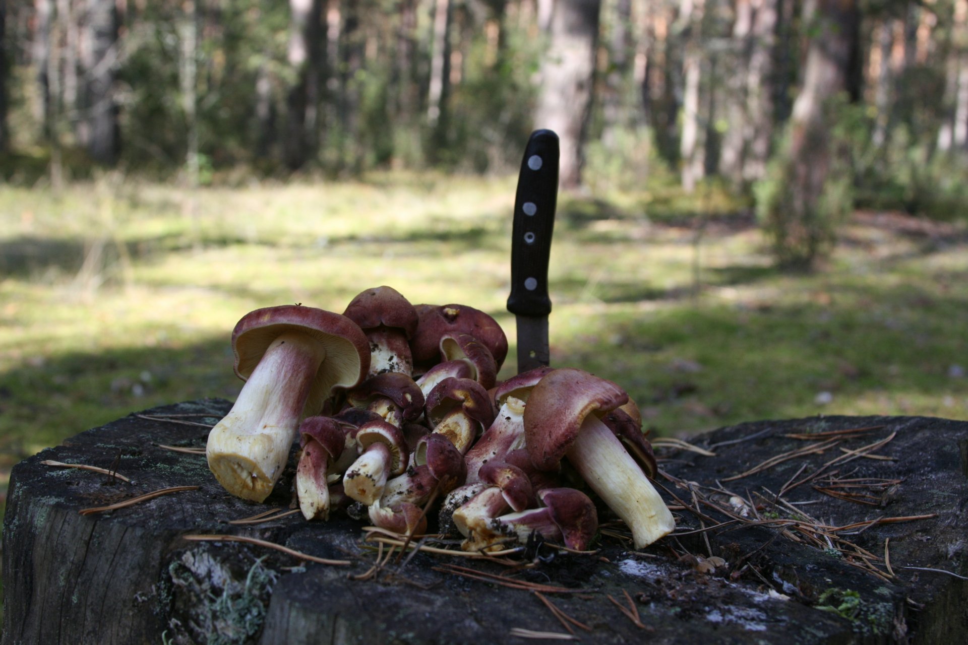 fond papier peint macro forêt champignons marche récolte