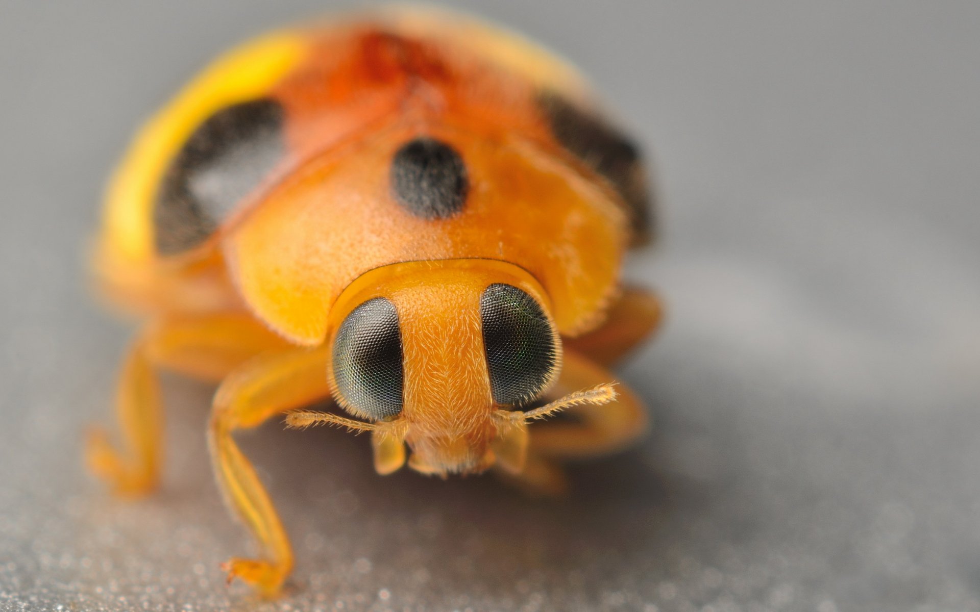 marienkäfer augen ranken makro