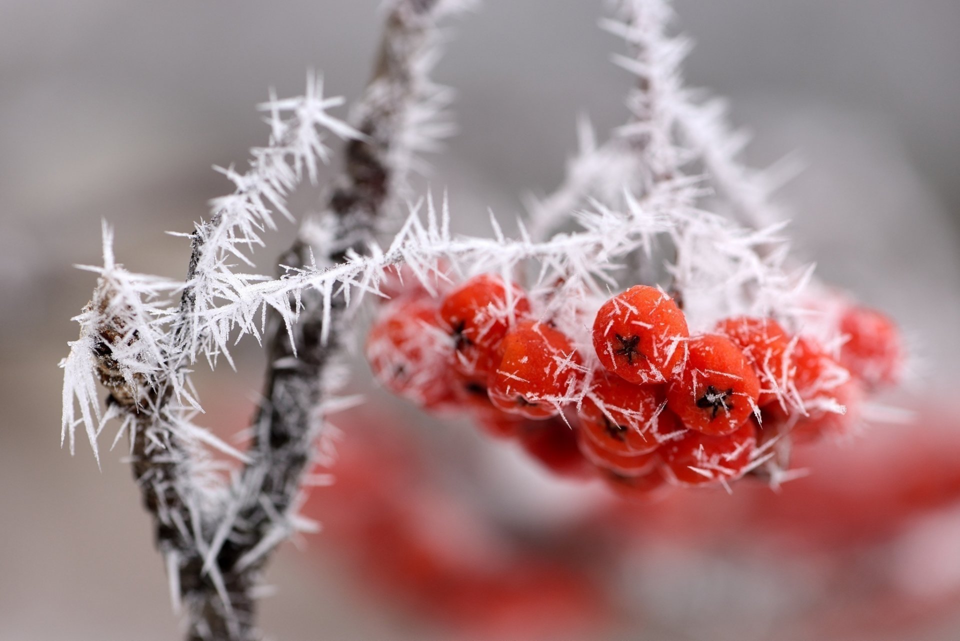 branche grappe baies rouge givre neige glace gros plan