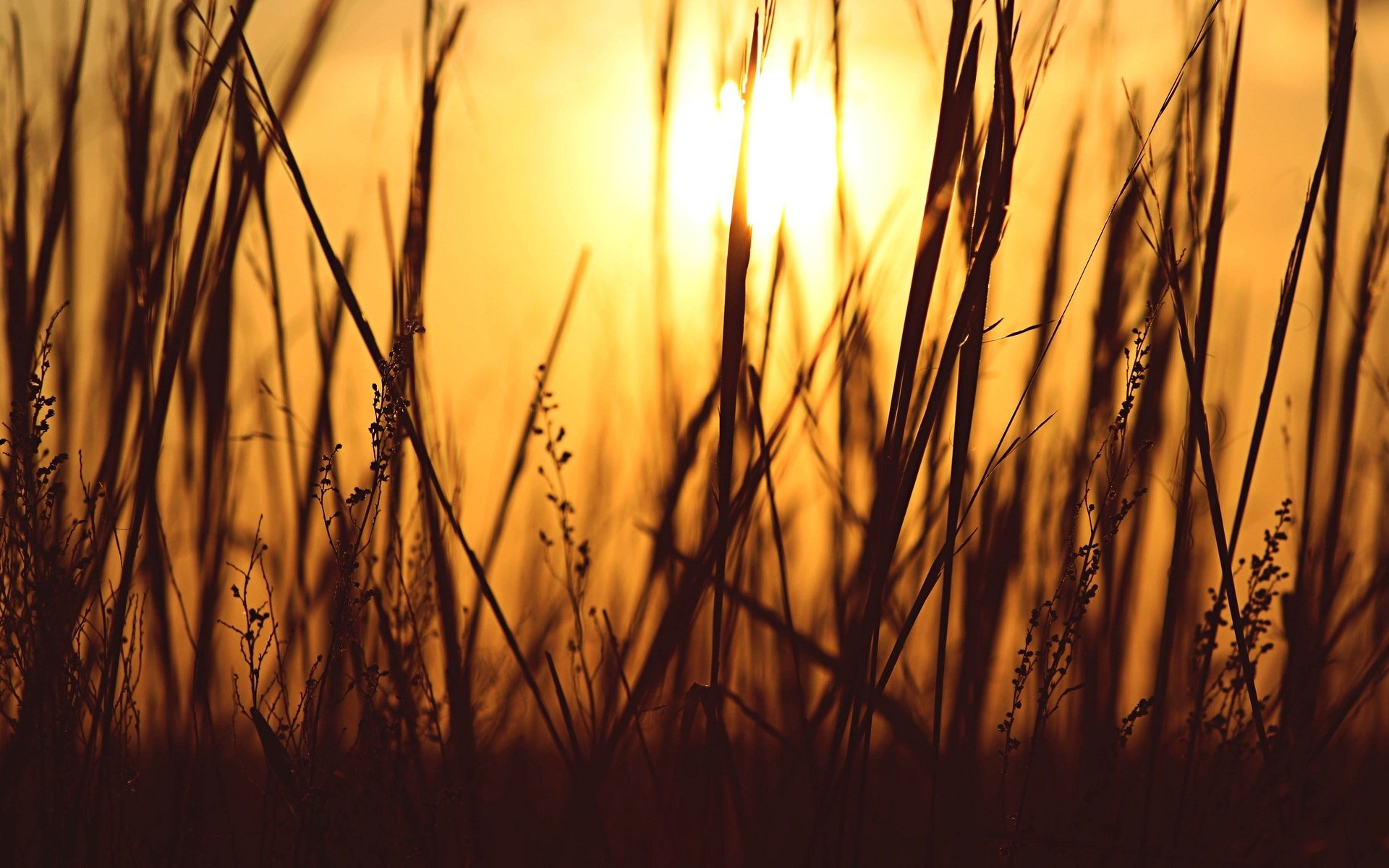 macro plante herbe silhouette soleil fond soirée papier peint écran large plein écran écran large