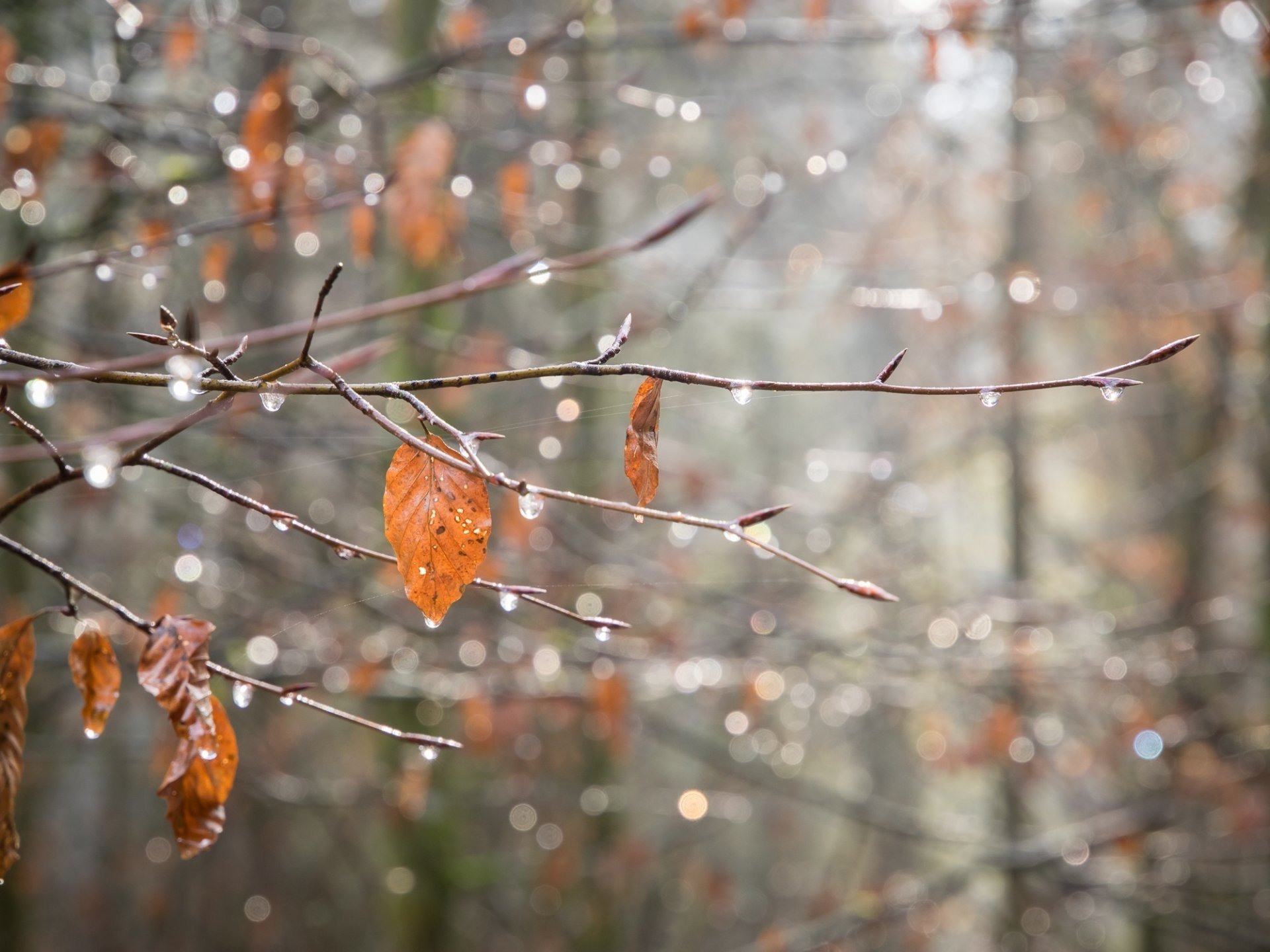 branche feuilles toile d araignée gouttes paillettes gros plan