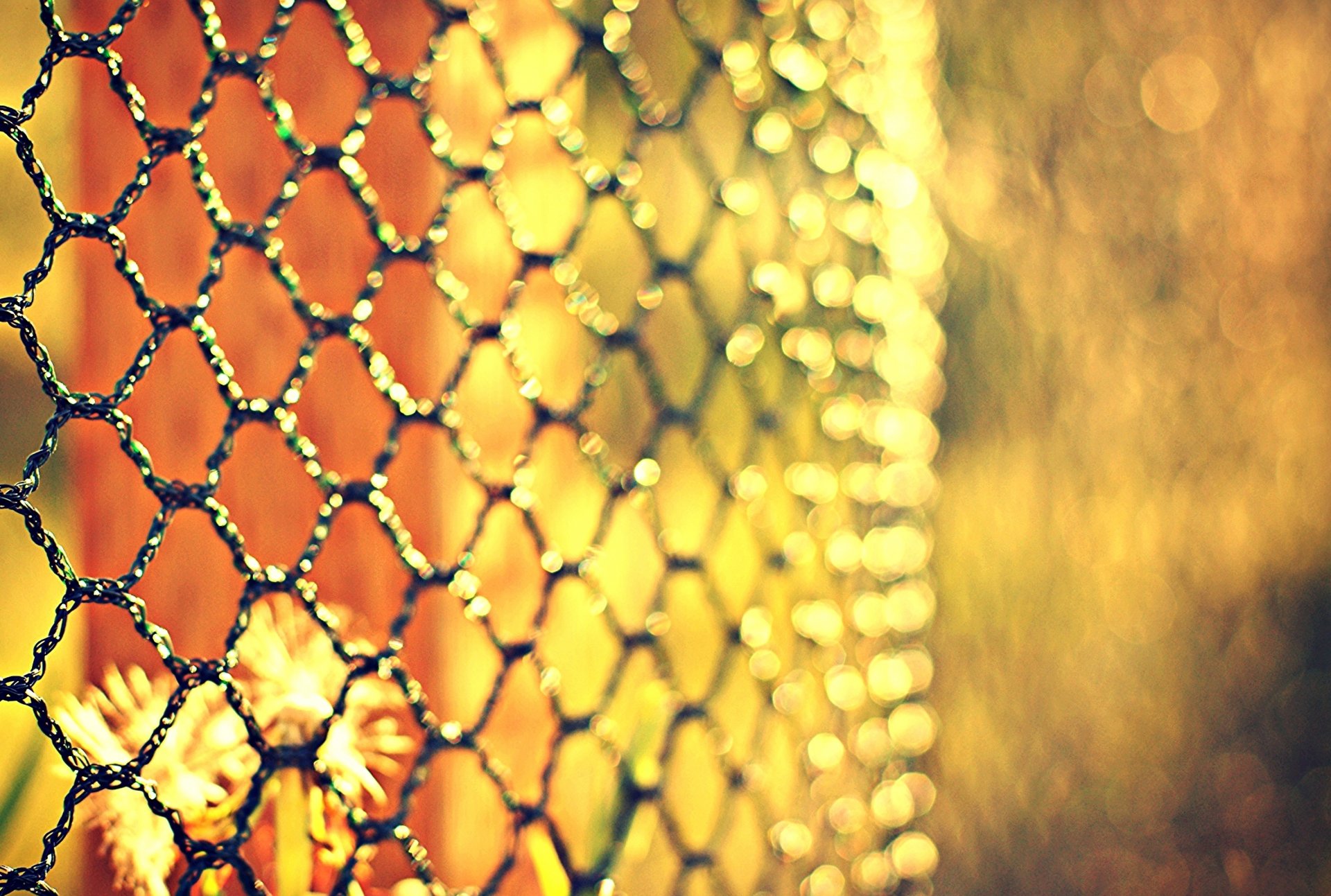 ogrodzenie siatka metal bokeh kwiaty rozmycie