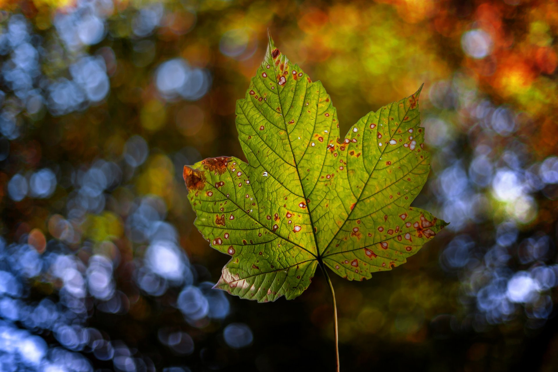 autumn sheet nature bokeh