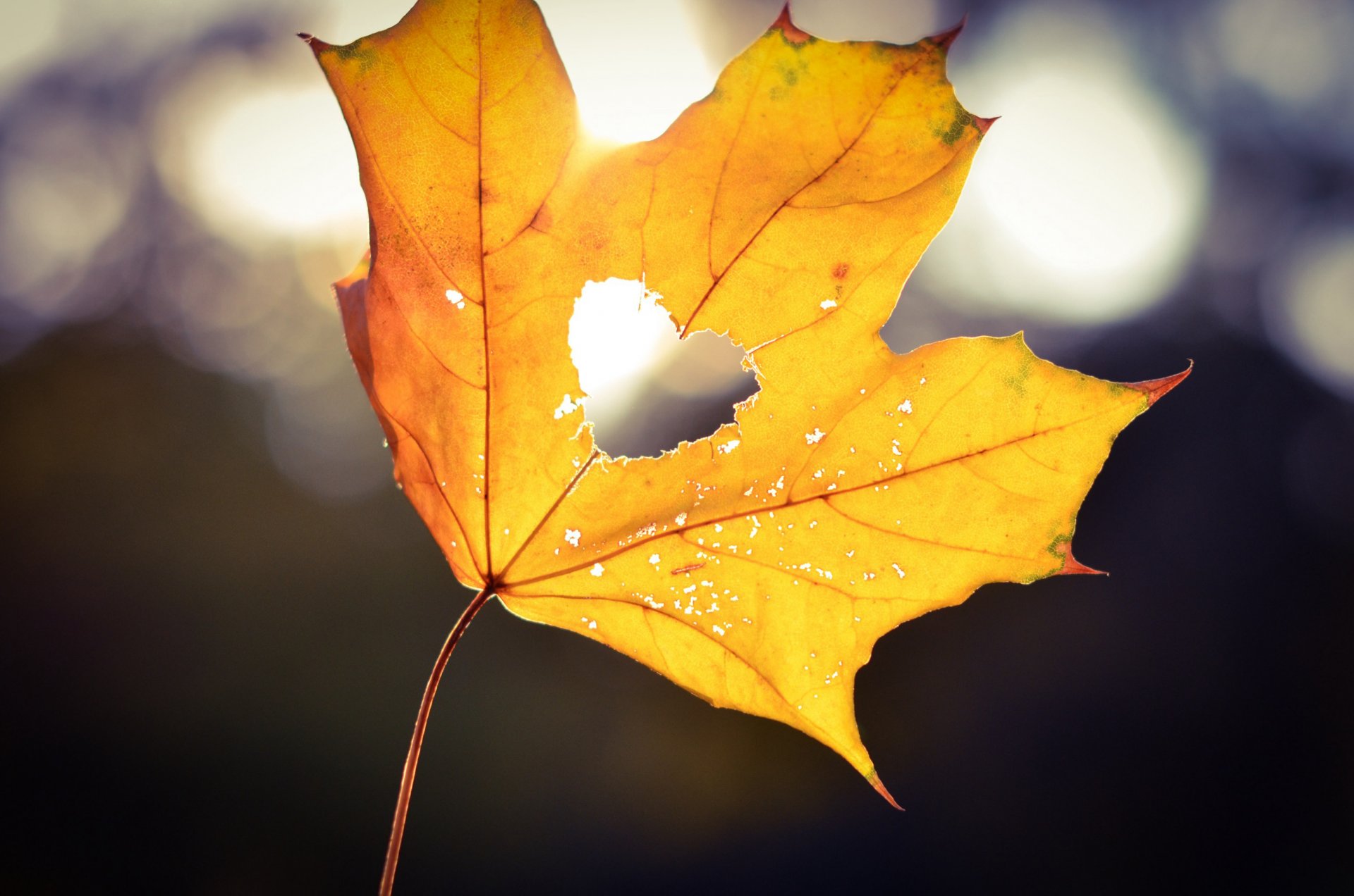 liść klon żółty serce serce światło bokeh jesień