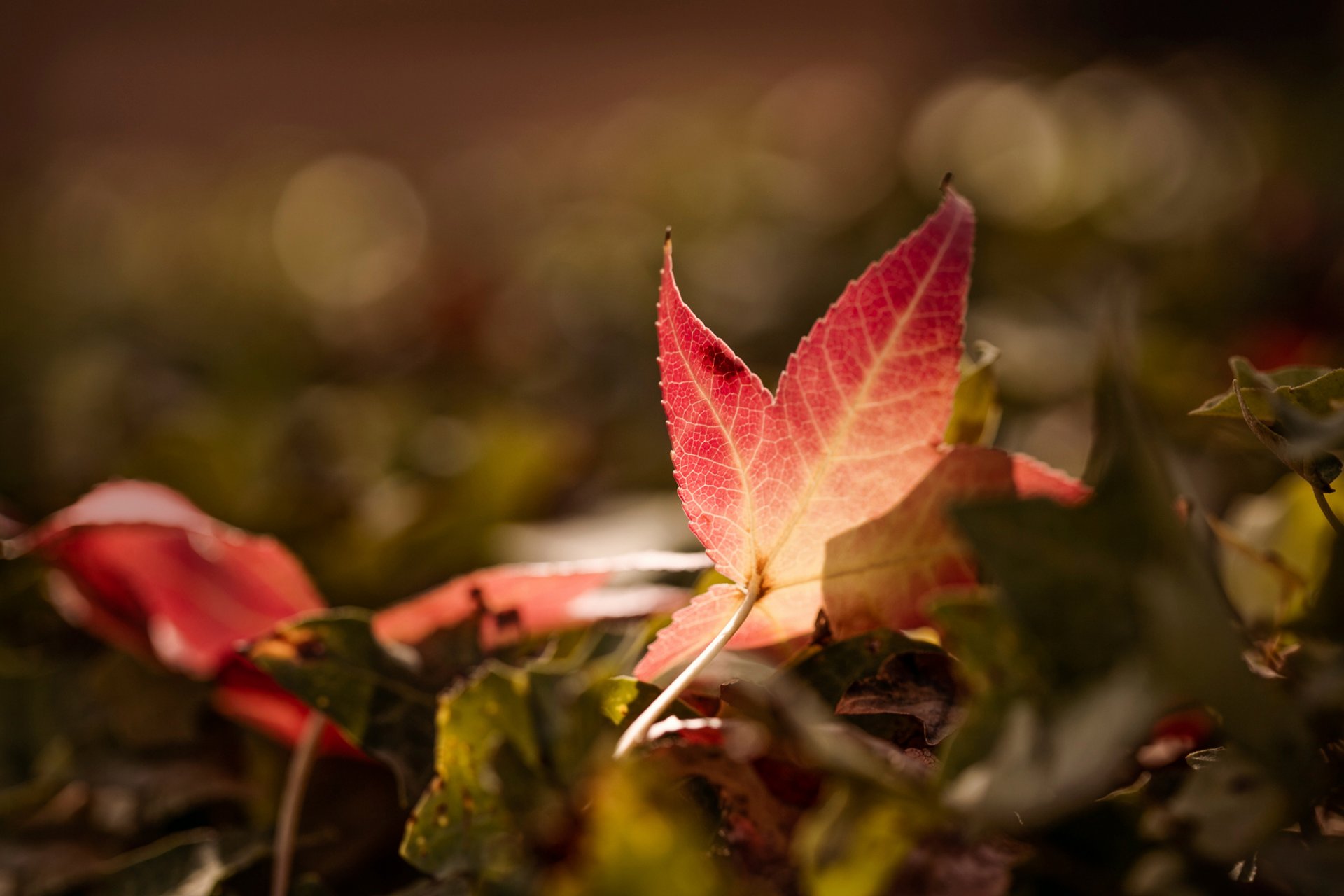 liść jesień bokeh