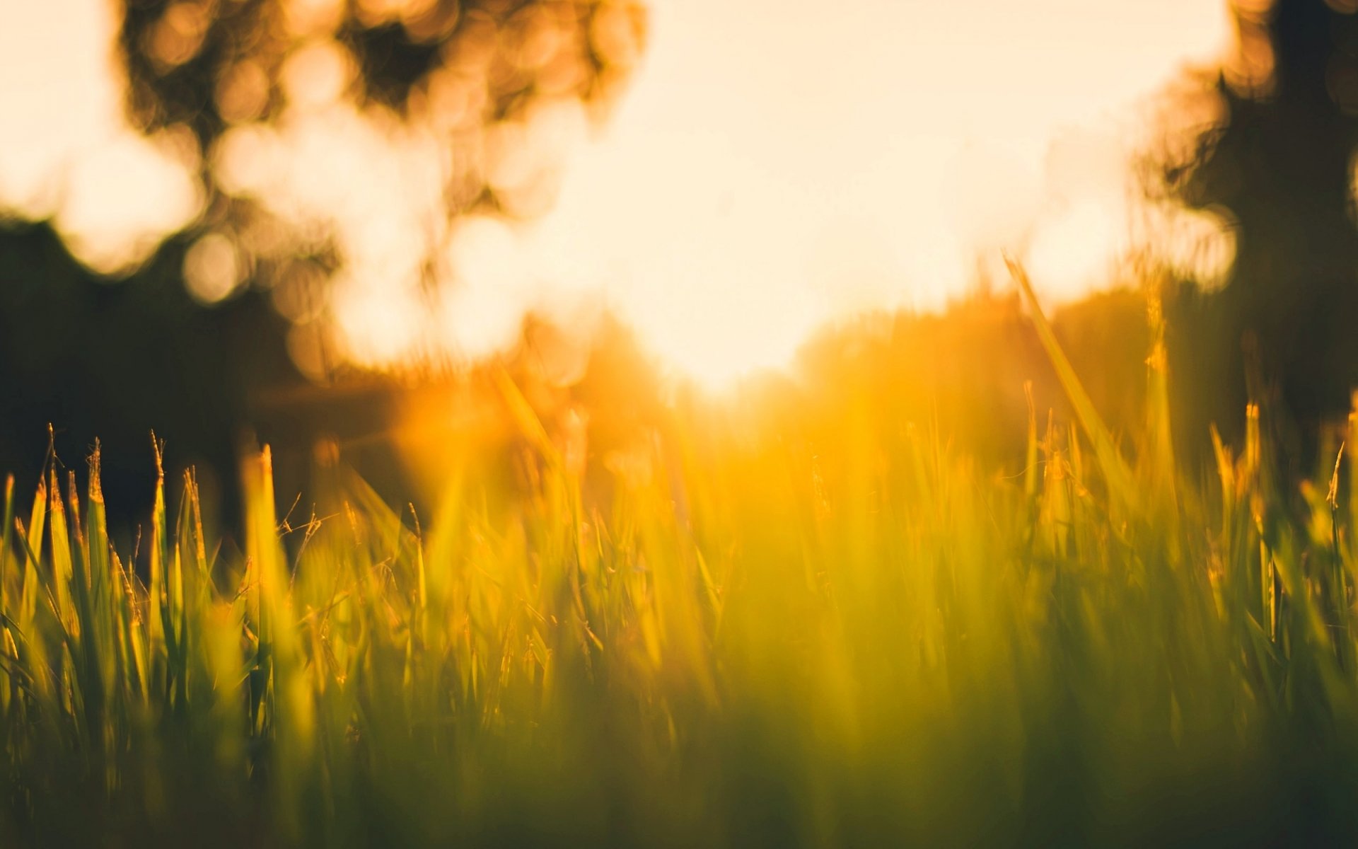 macro erba verde alberi albero sole raggi sfocatura bokeh verde sfondo macro carta da parati widescreen schermo intero widescreen widescreen