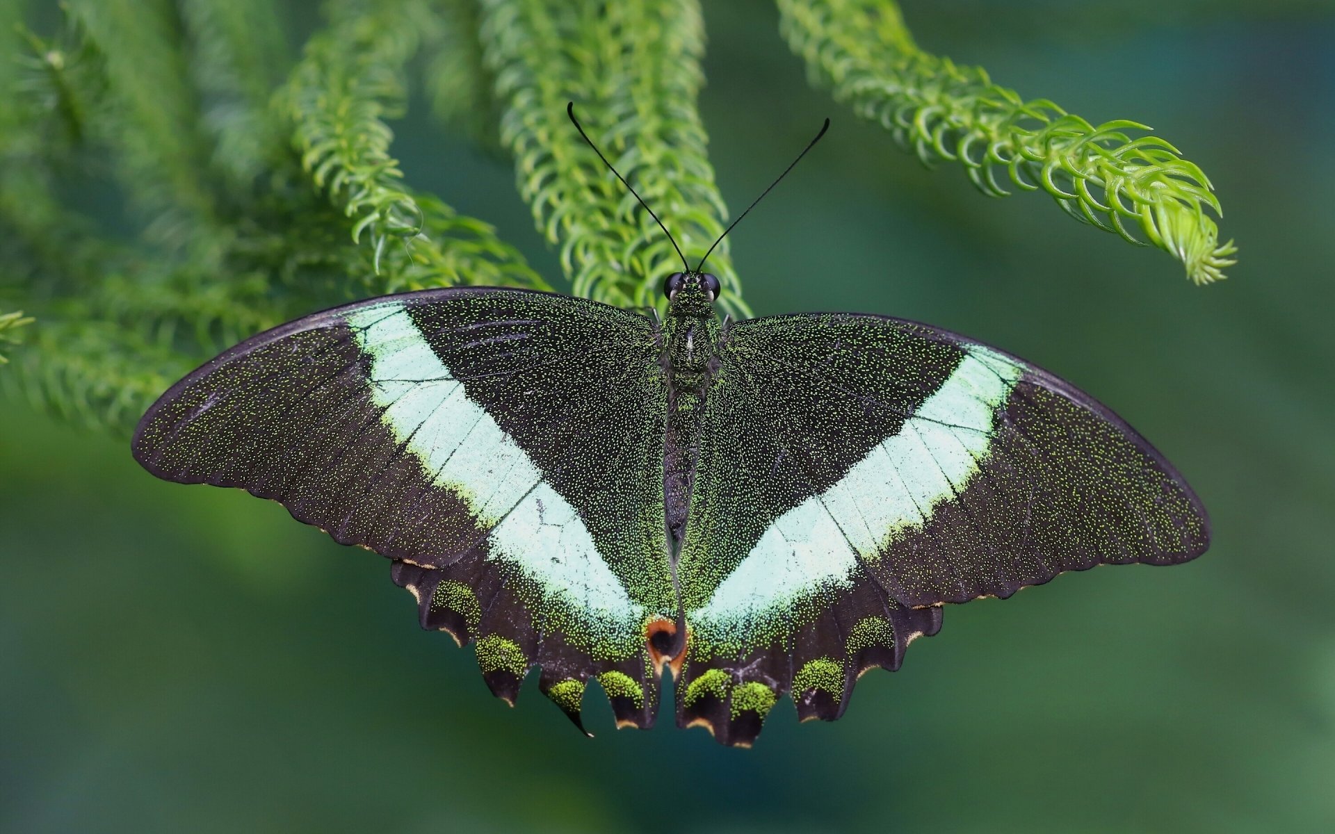 schmetterling segelboot palinur makro