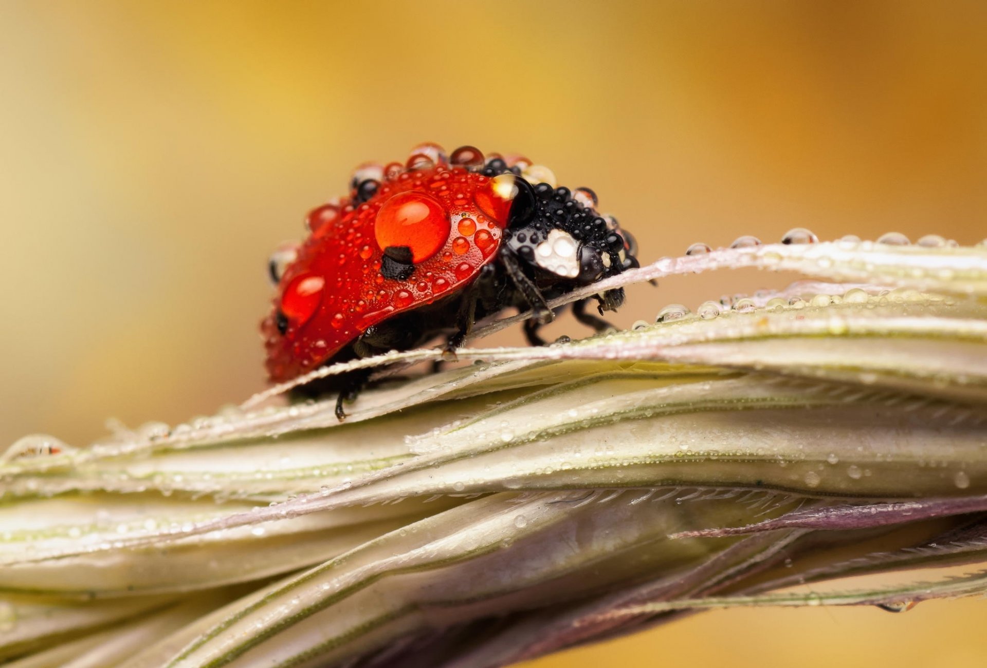 close up insect ladybug rosa drops spike