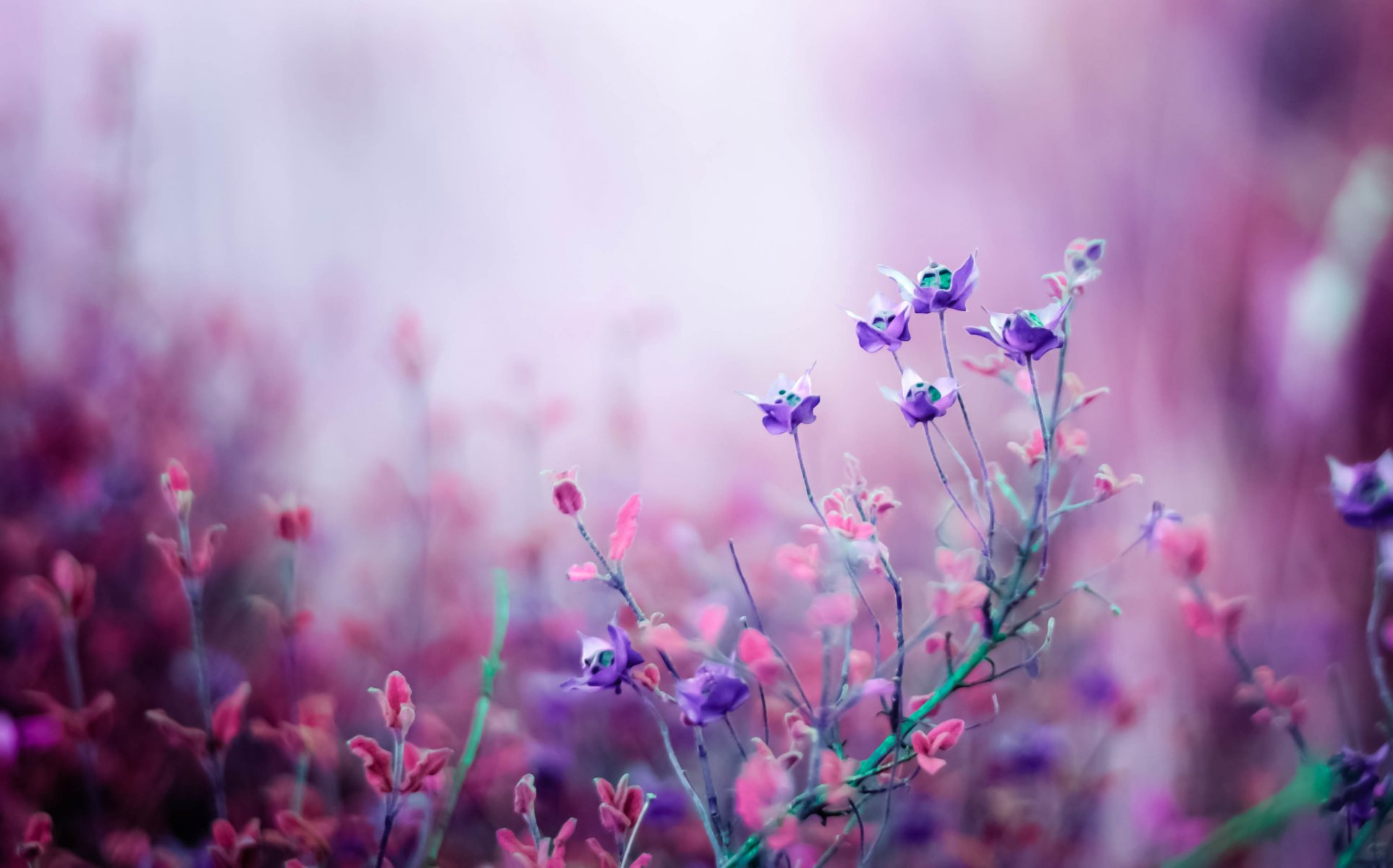 fleurs lilas rose champ gros plan bokeh nature