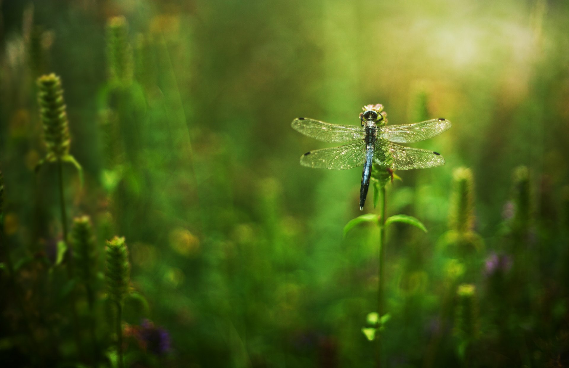 herbe fleurs libellule