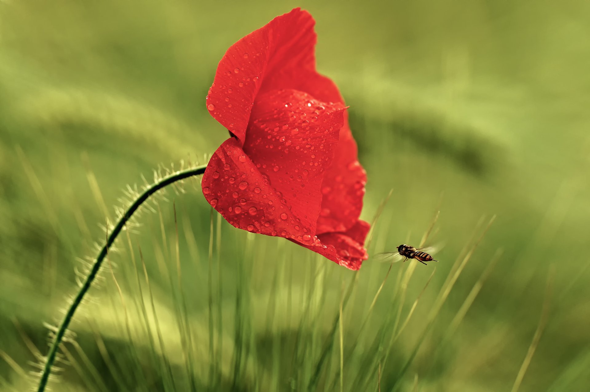 grass flower poppy red drops rosa insect