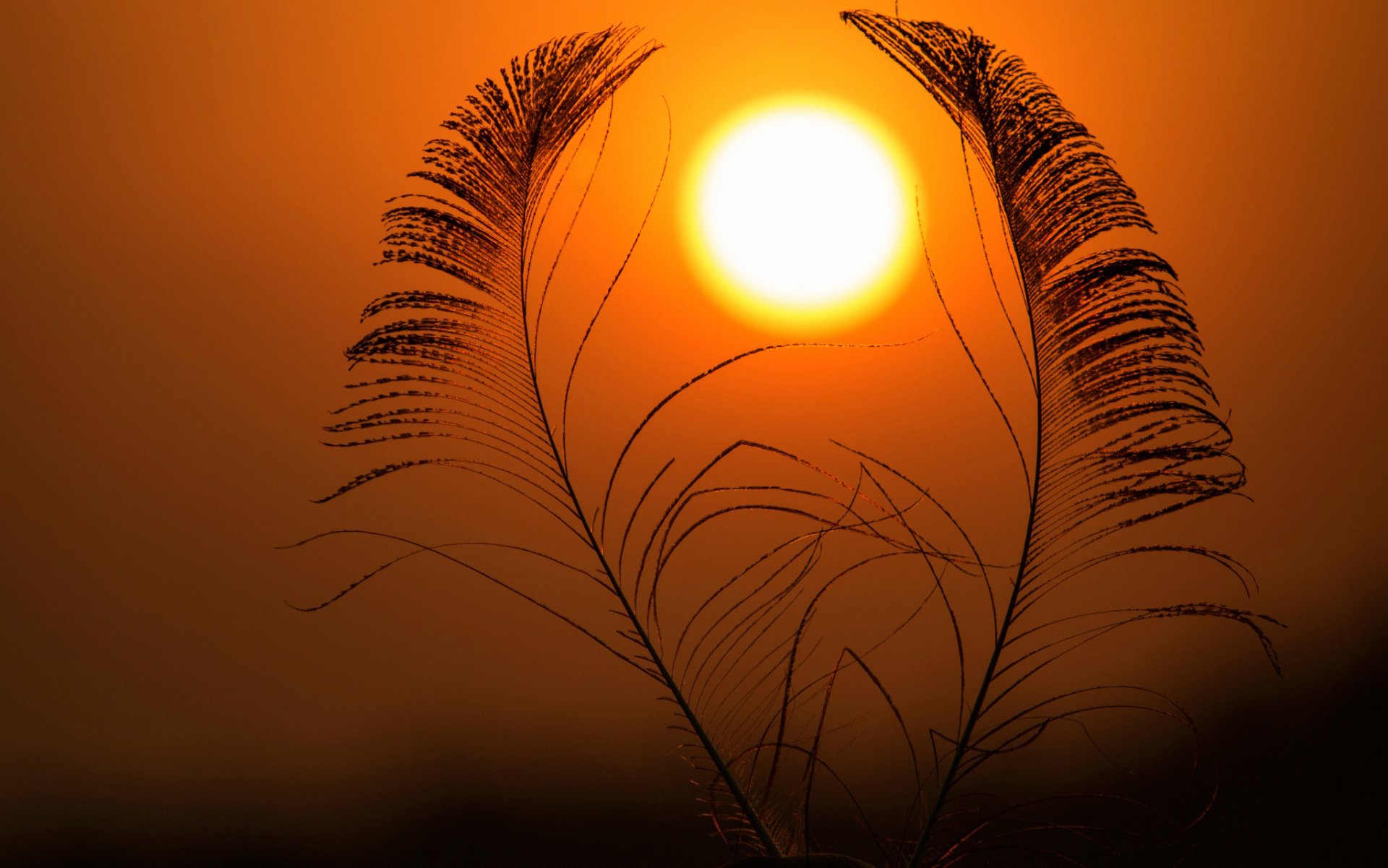 sol plumas cielo