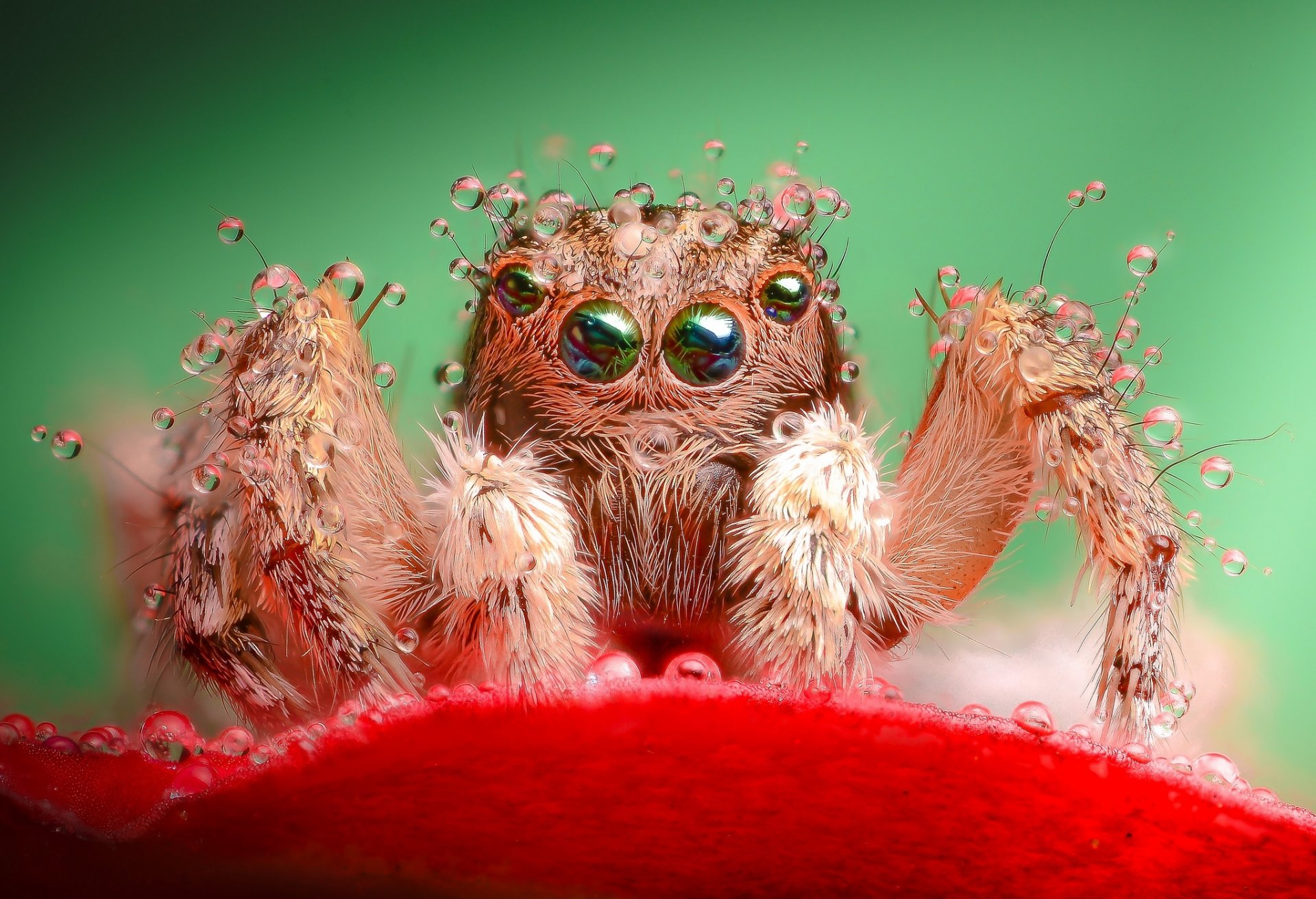 flower red petals spider jumper drops rosa