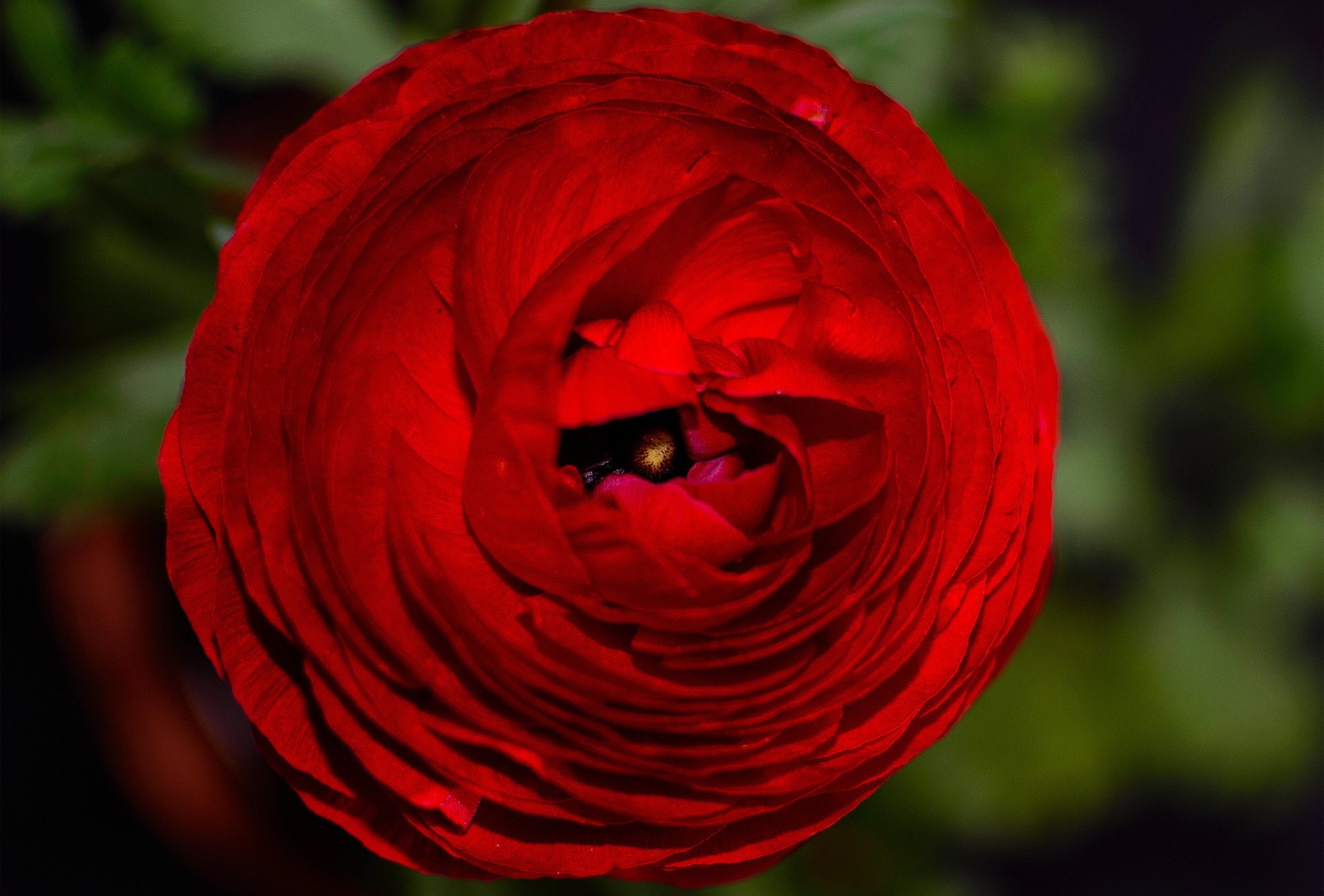 rosa rosso fiore petali