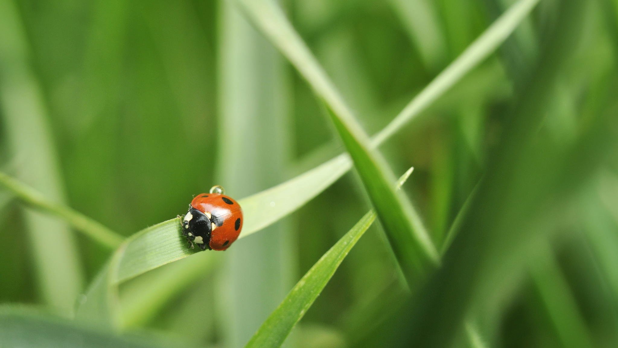 coccinelle herbe