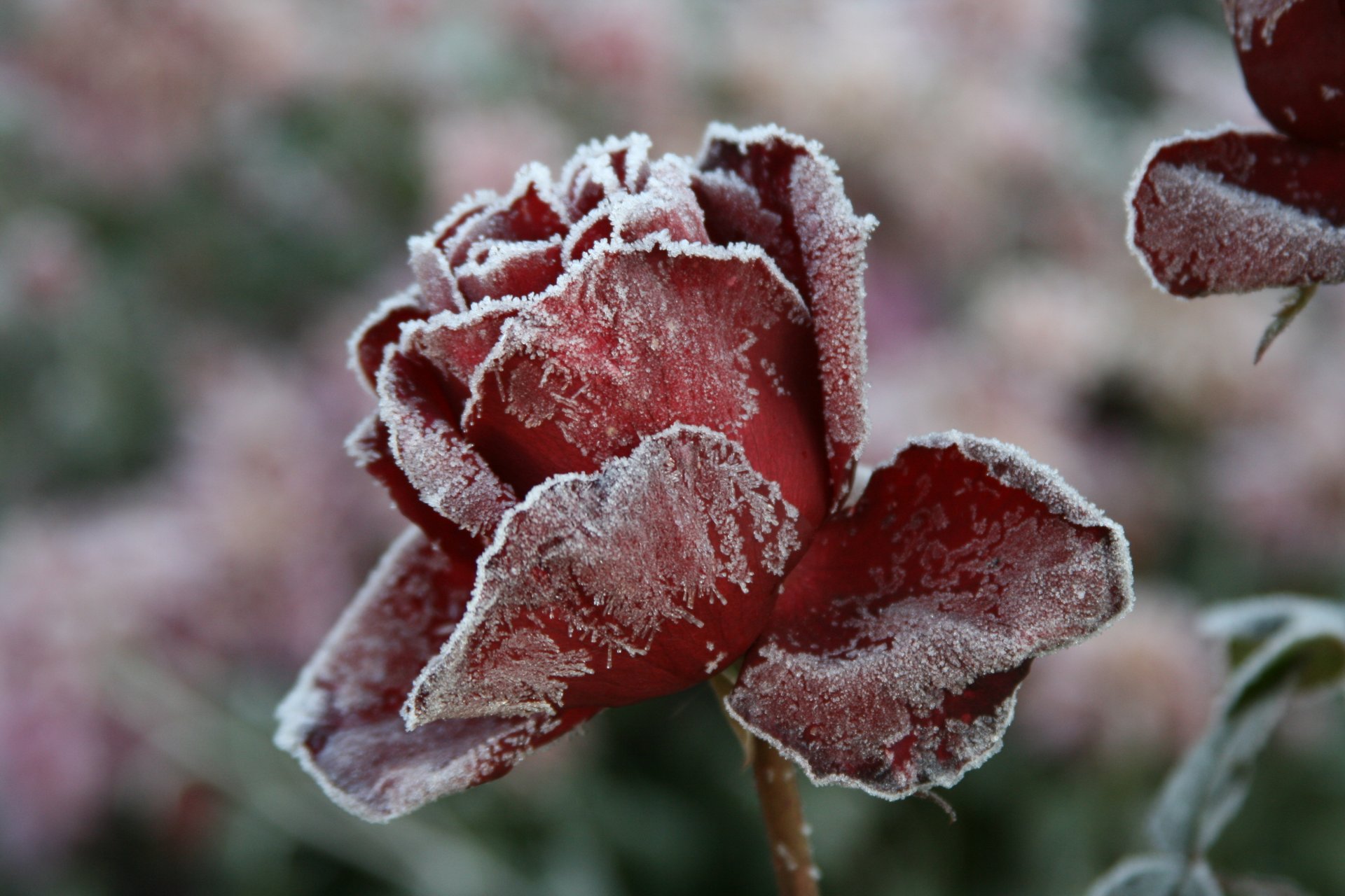 hintergrund tapete makro rose frost kälte winter natur dorf blume blumen