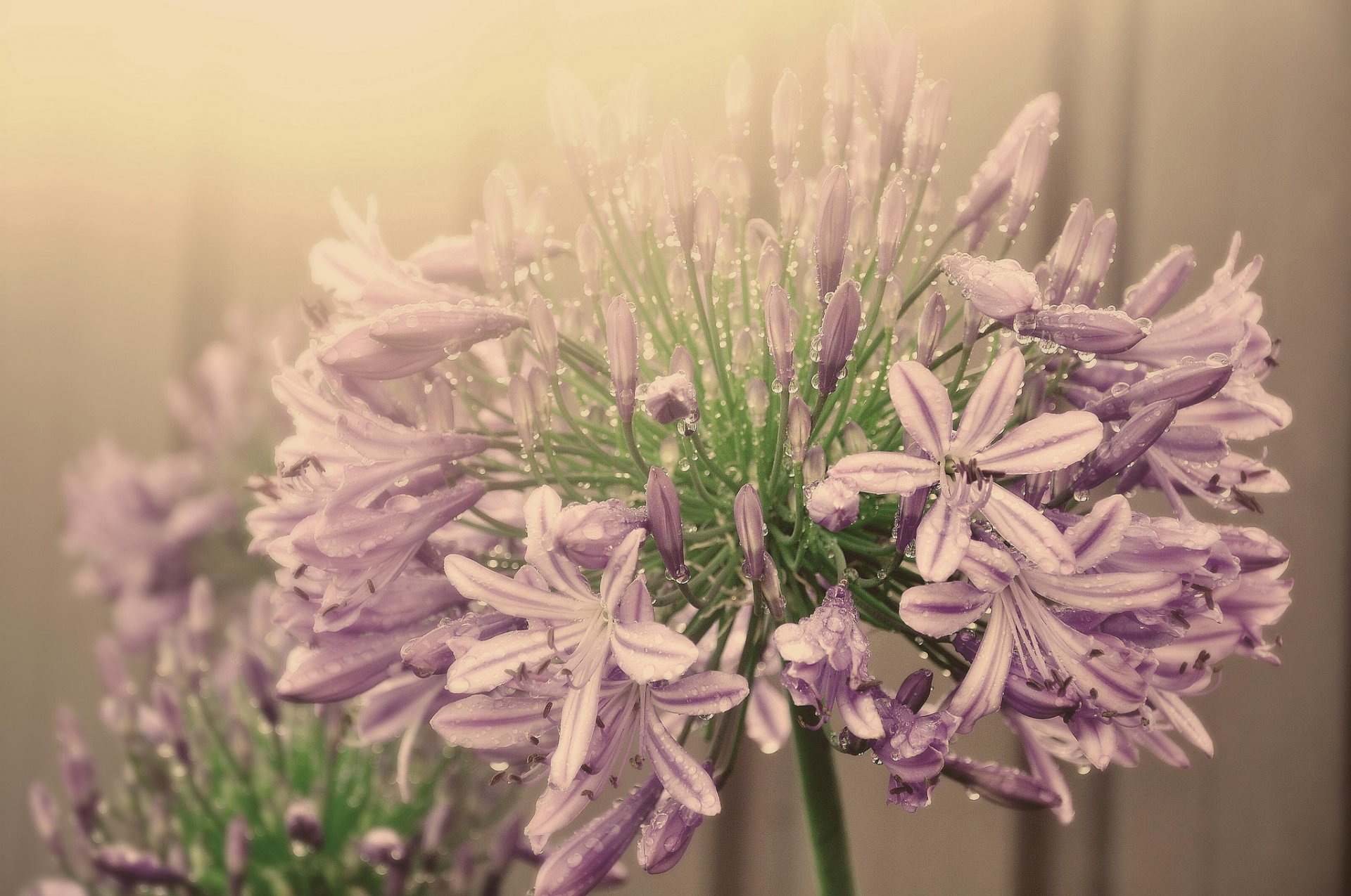 flower inflorescence pink agapanthus water droplets fog