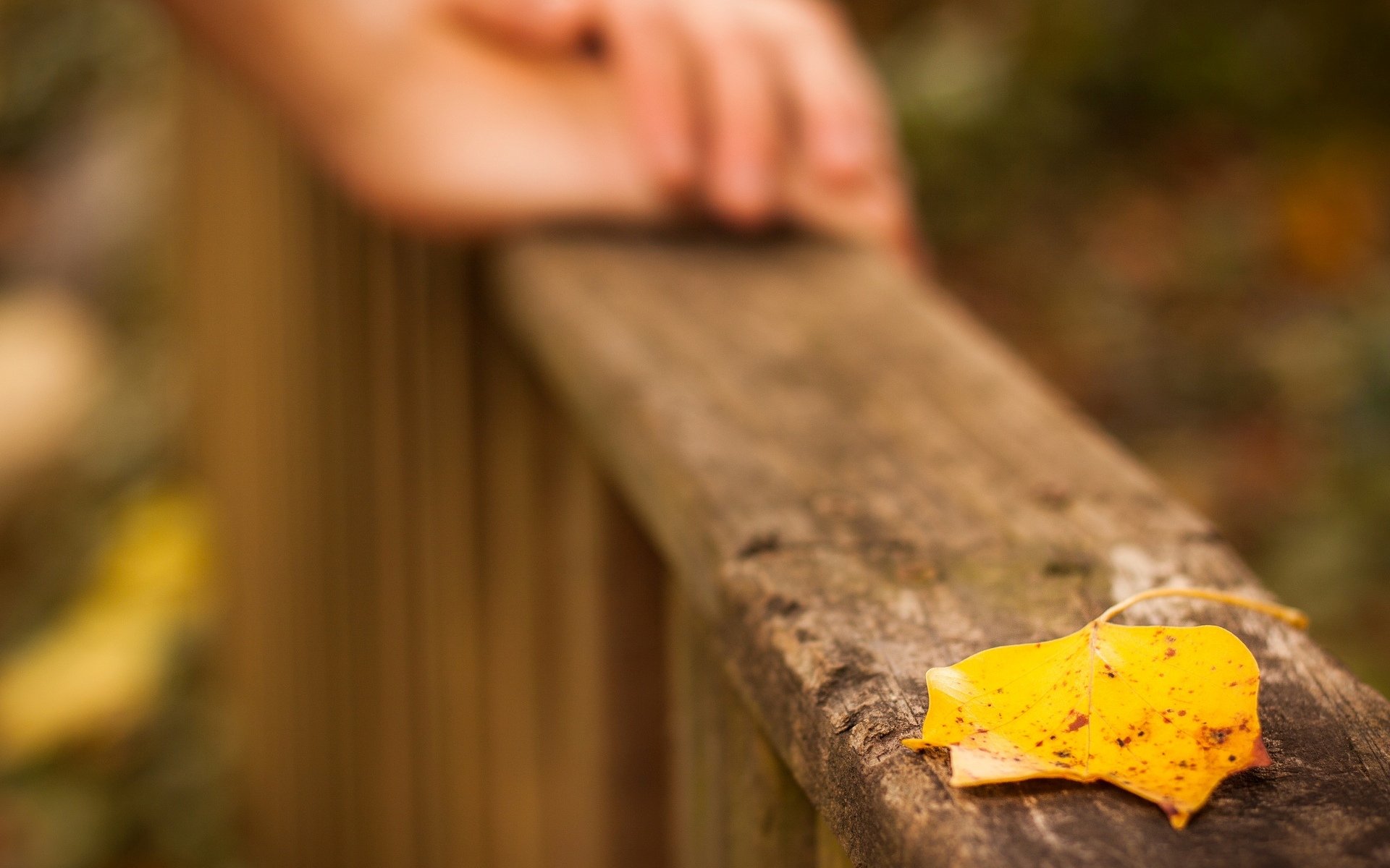 macro feuille feuille. feuilles jaune mains flou macro laisser fond papier peint écran large plein écran écran large écran large