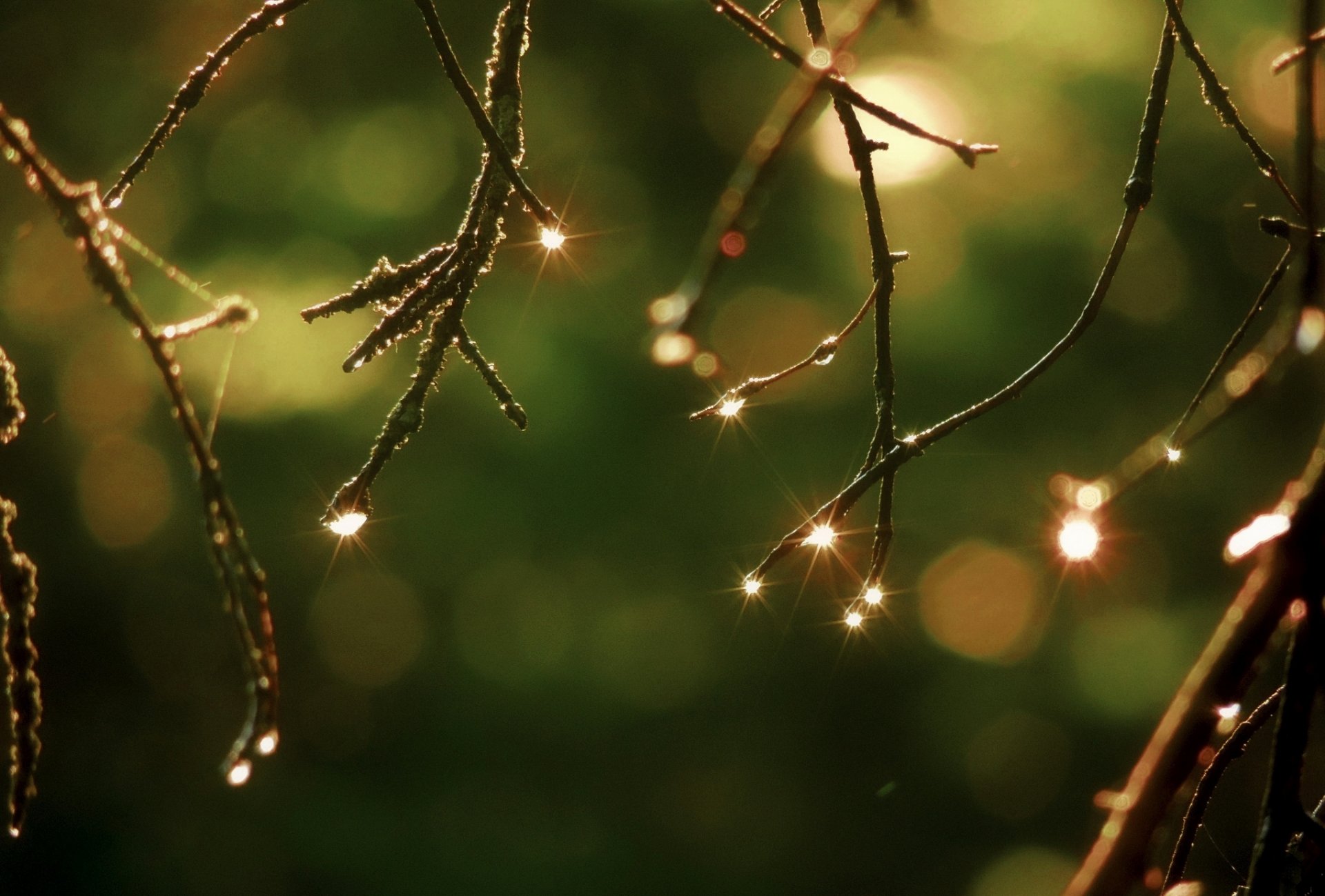 branches nature gouttes bokeh gros plan