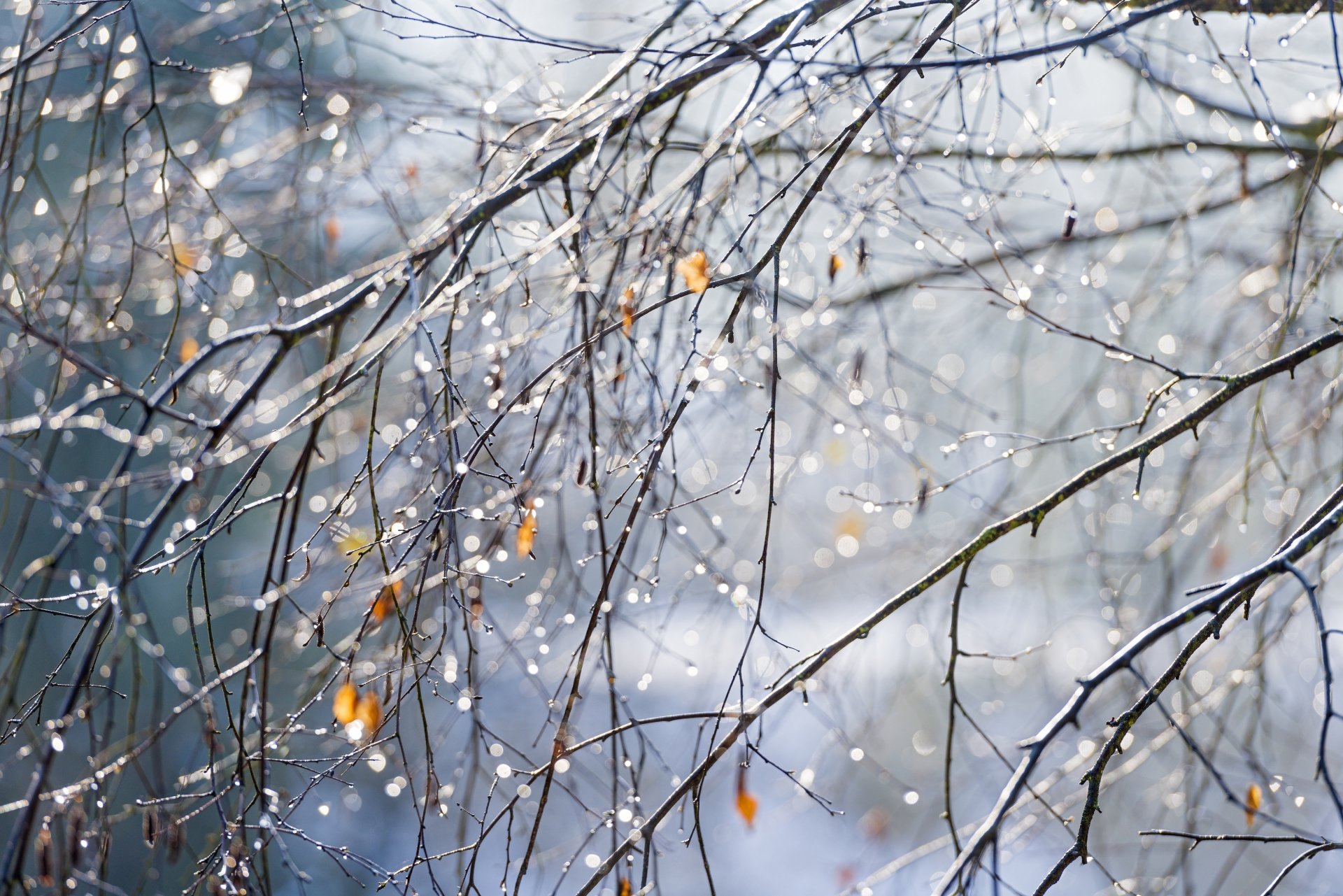 branches feuilles folioles gouttes paillettes gros plan