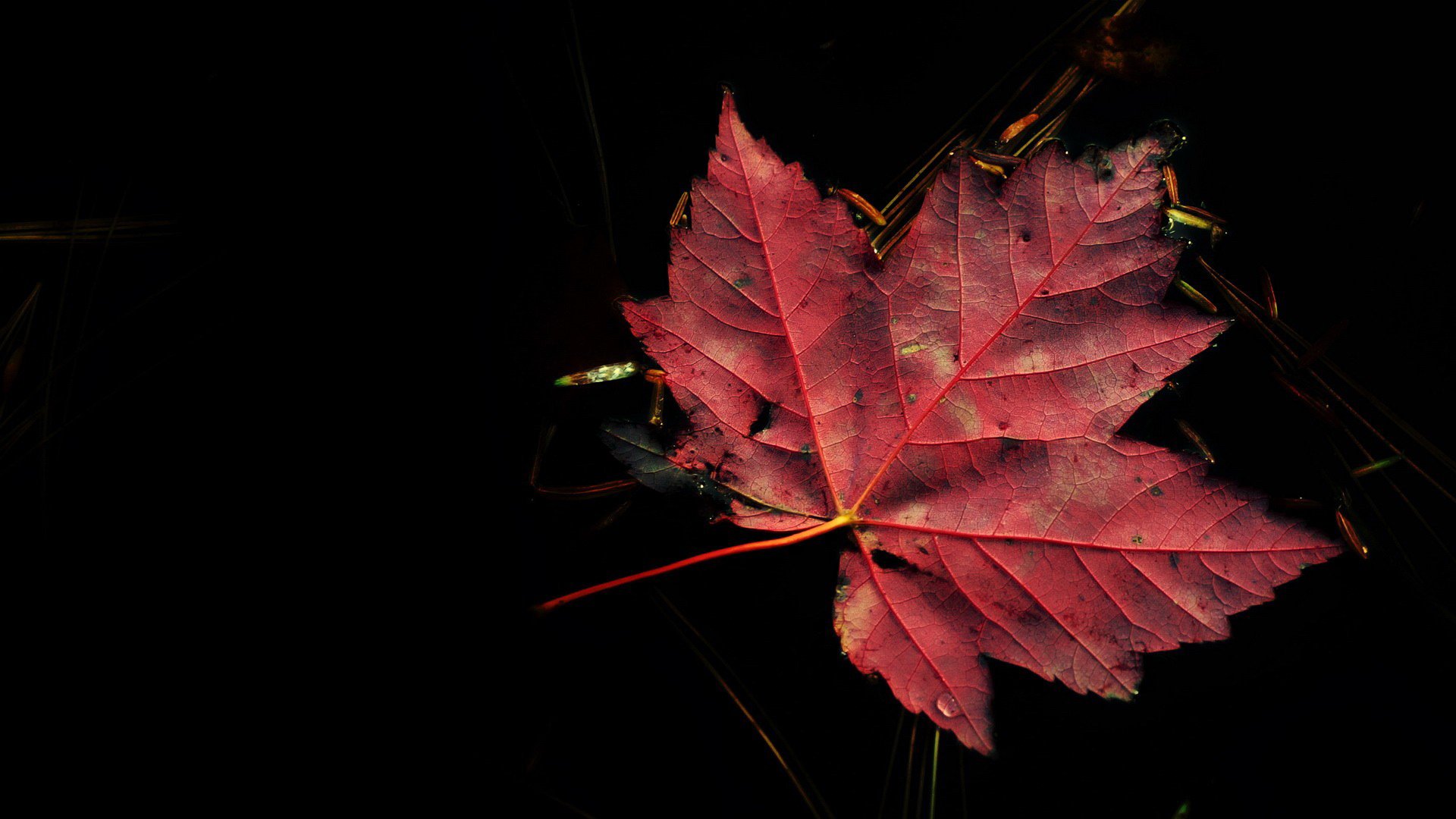 sfondo foglia natura autunno