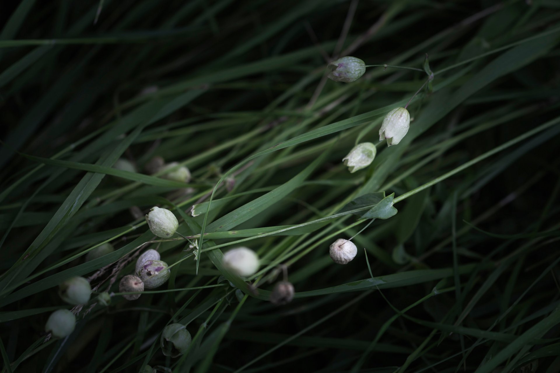 hierba flores bokeh