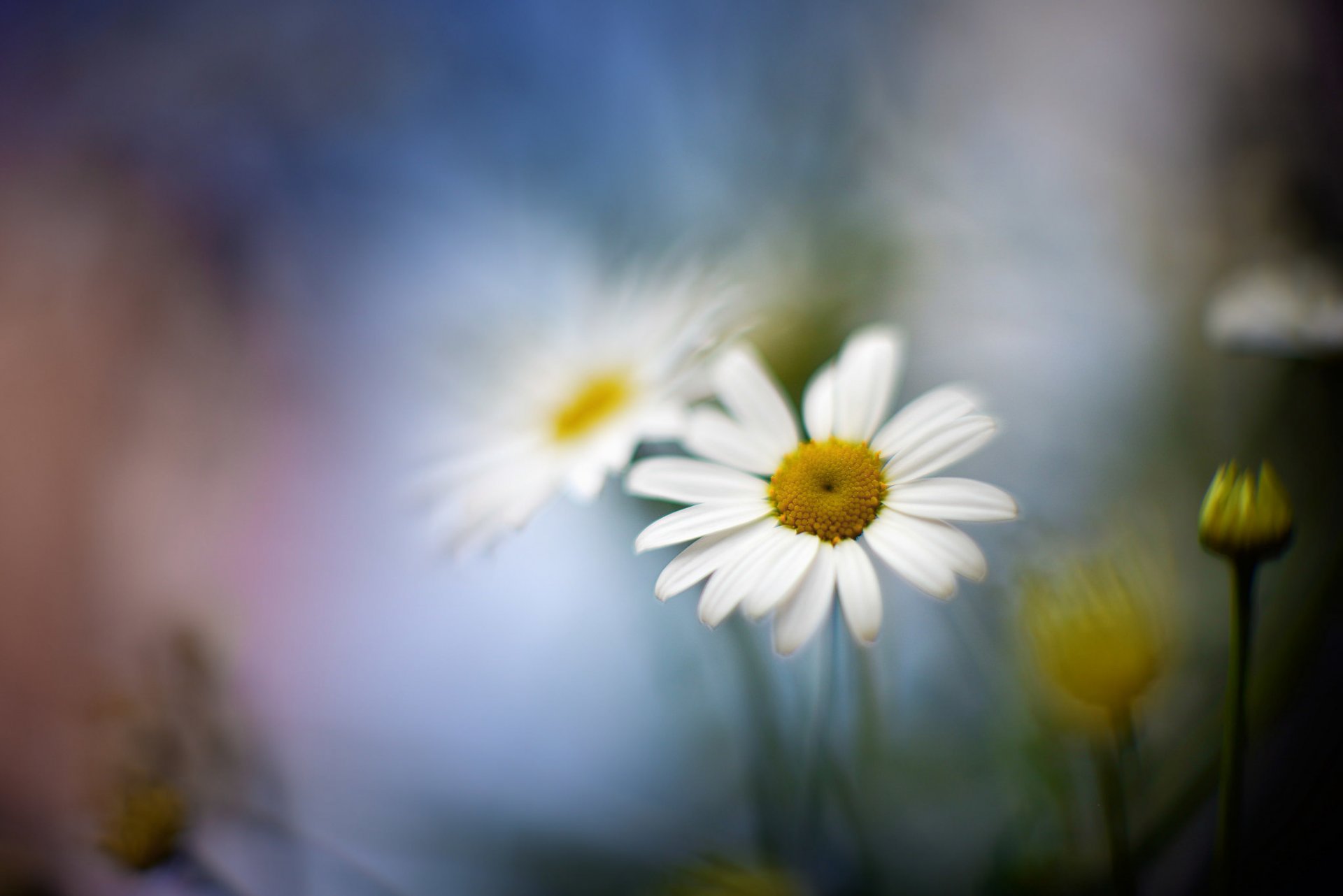 close up flower daisy blur