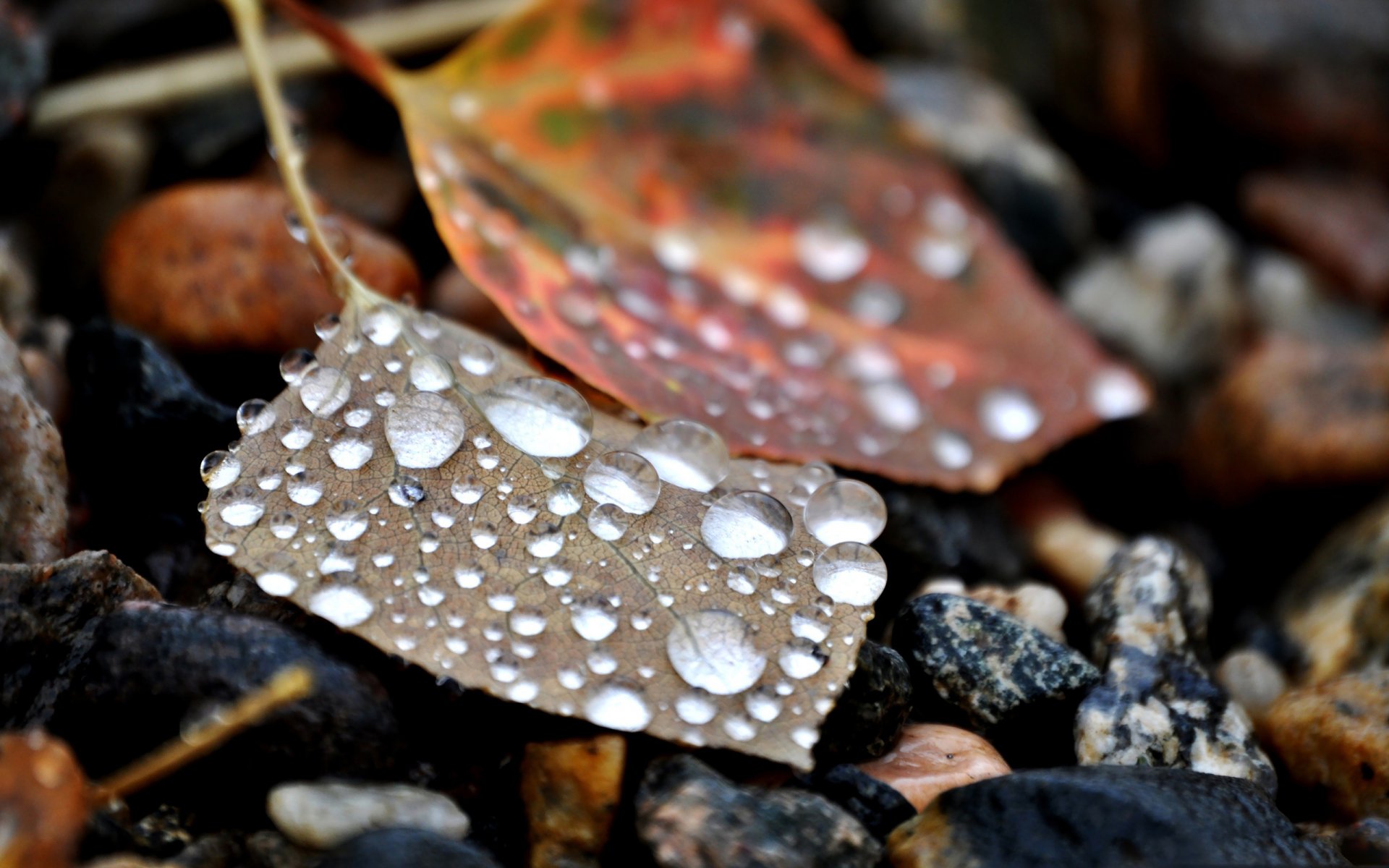 gouttes pierres feuilles