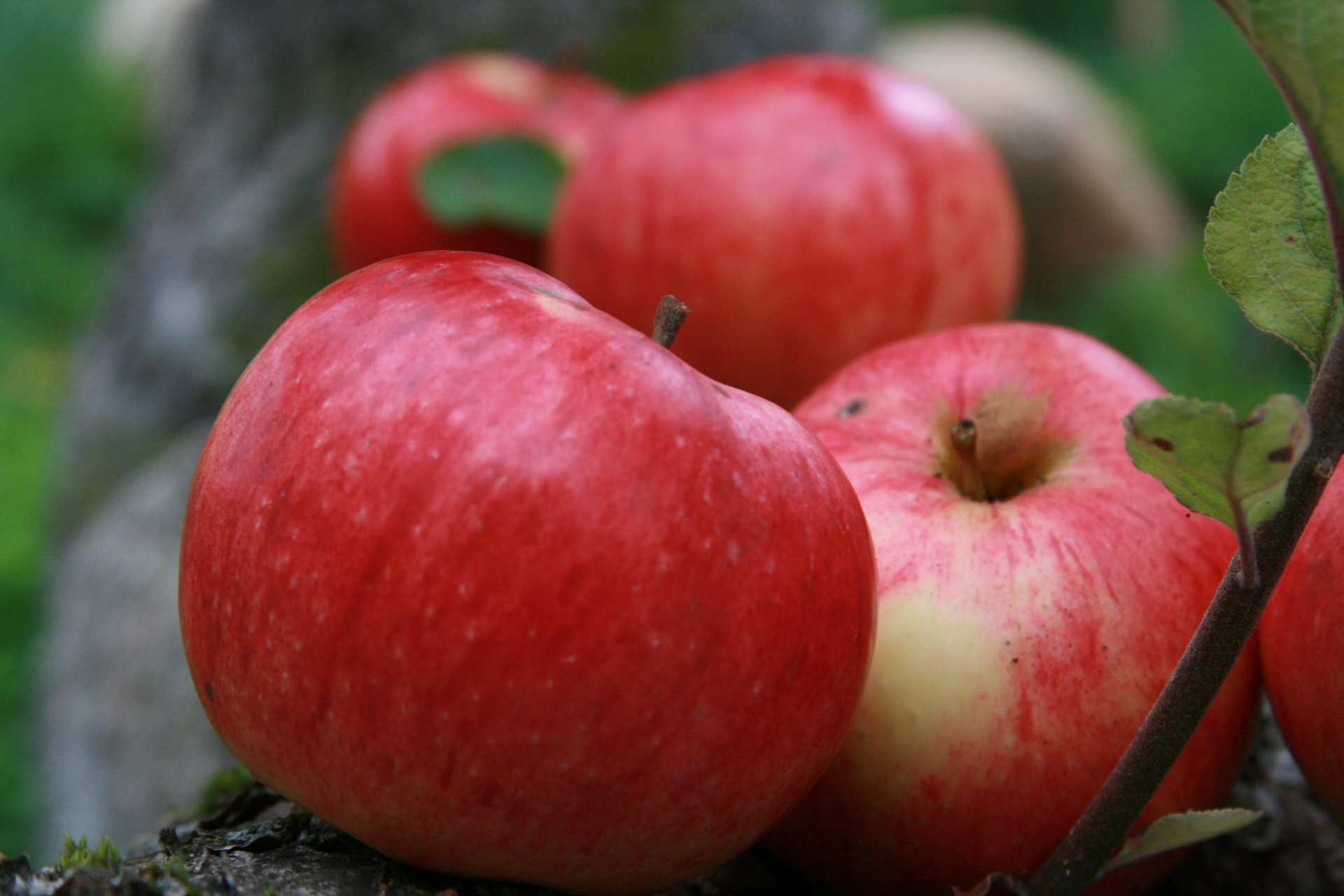 hintergrund tapete äpfel sommer dorf garten strifel obst apfel natur pflanze ernte