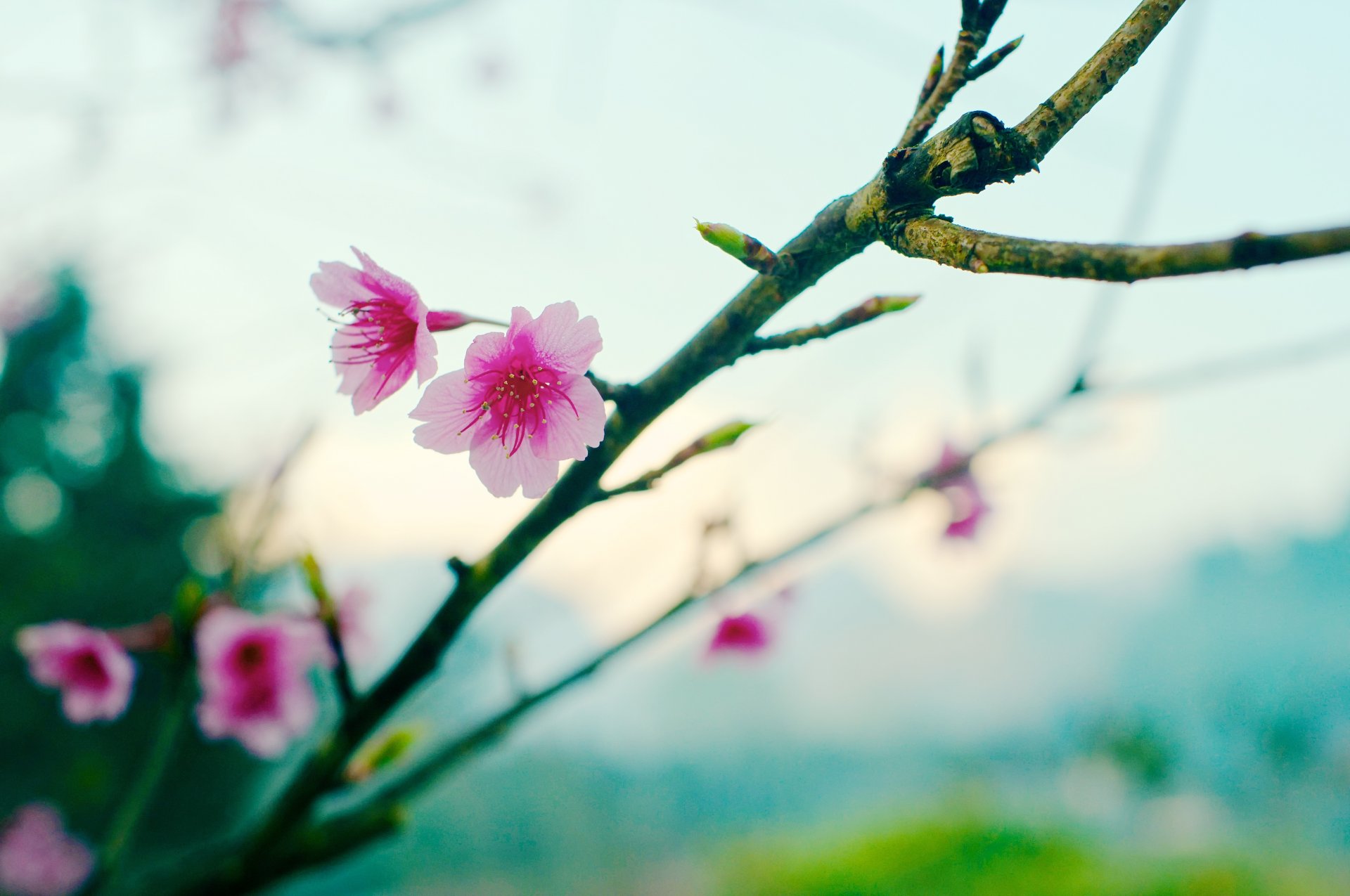 primavera sakura fiore bokeh