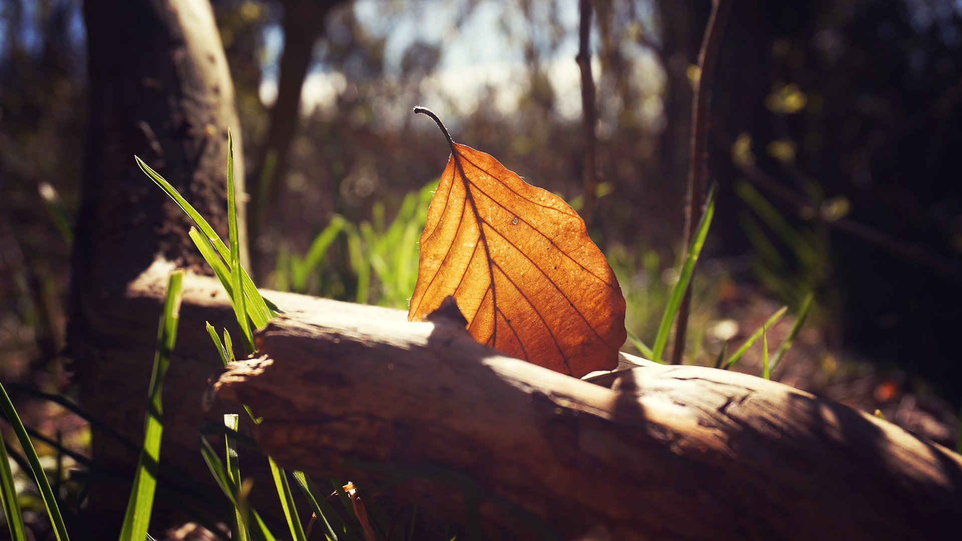 heet close up nature forest