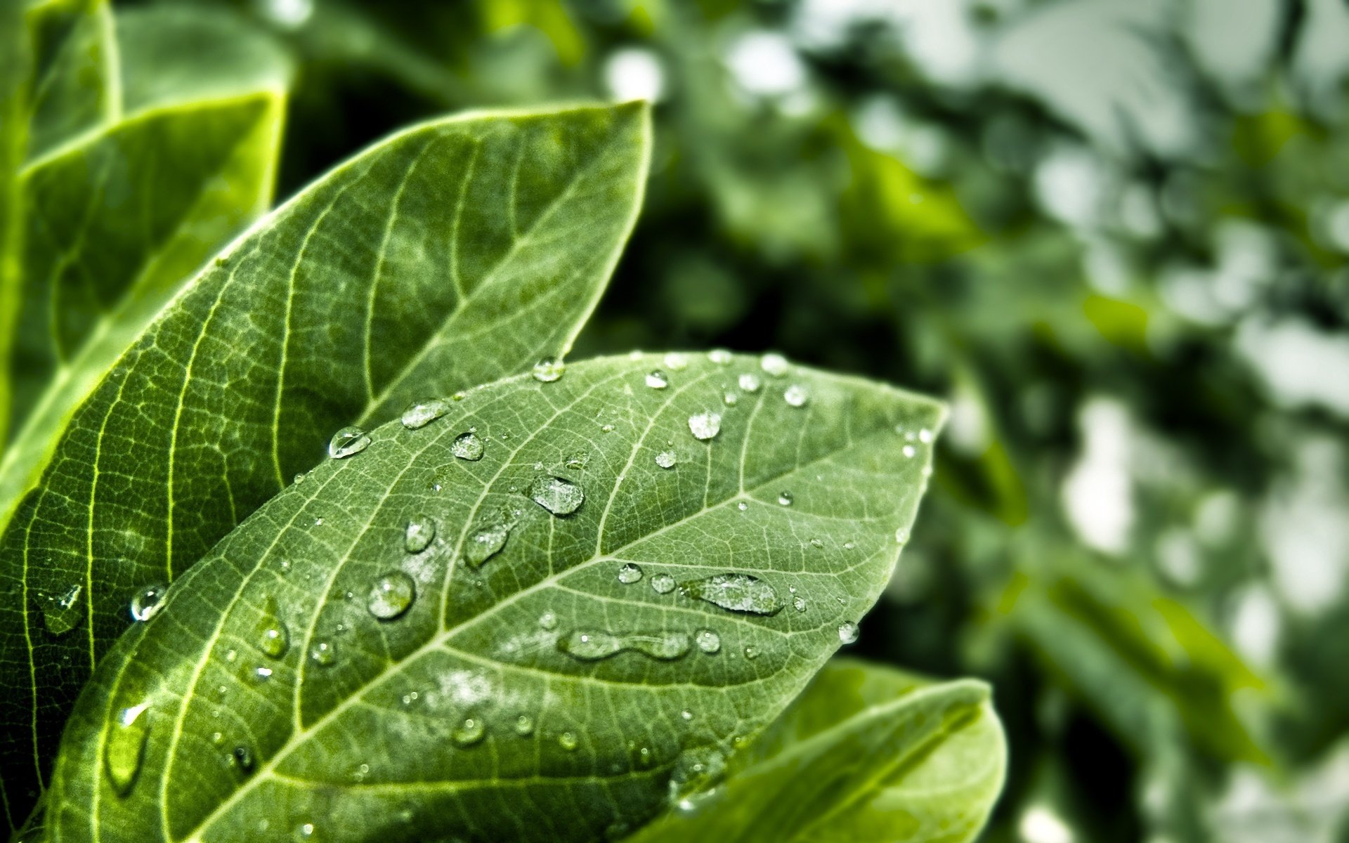 feuilles gouttes sur les feuilles fraîcheur rosée