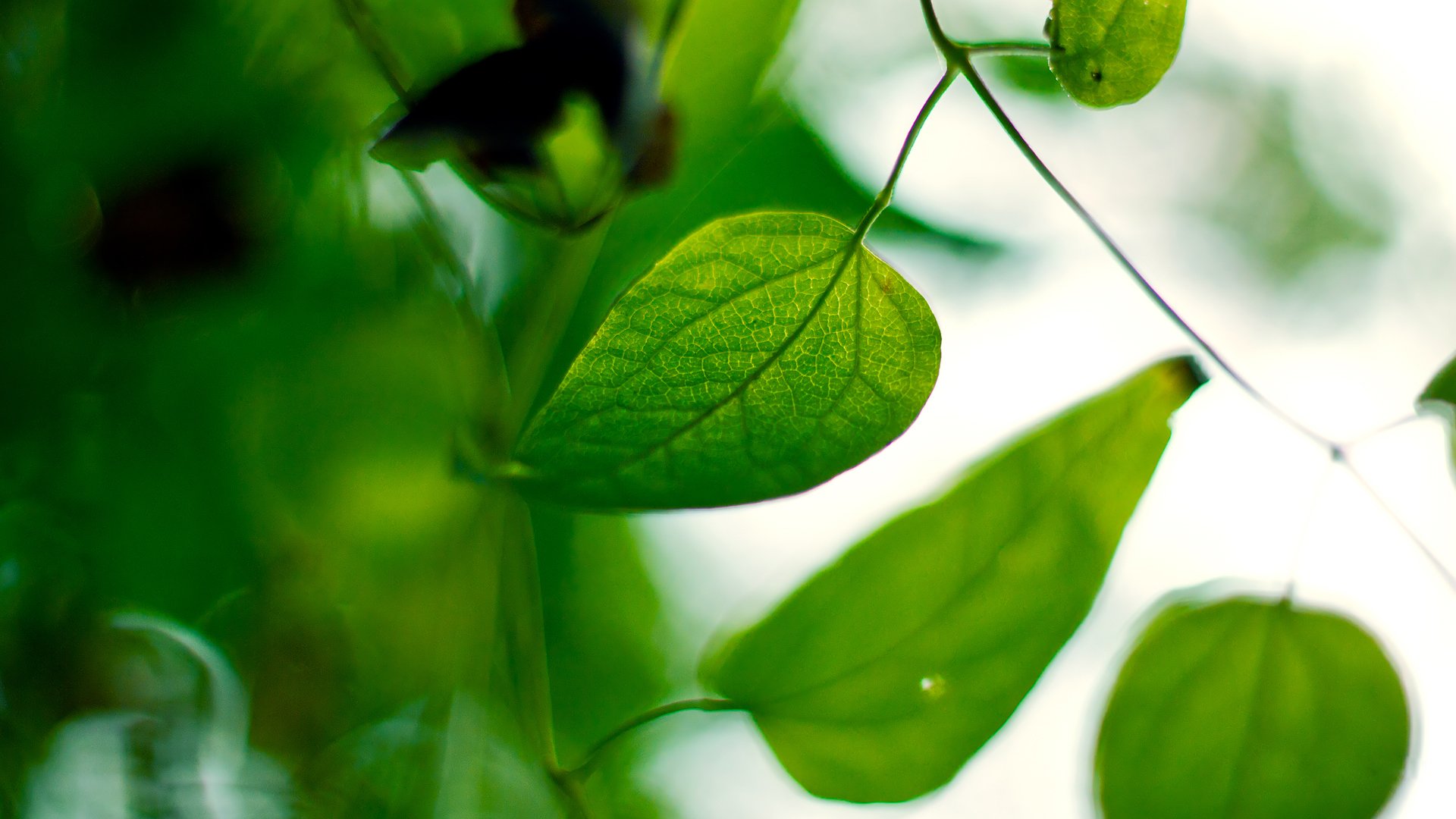 close up leaves green blur nature plant