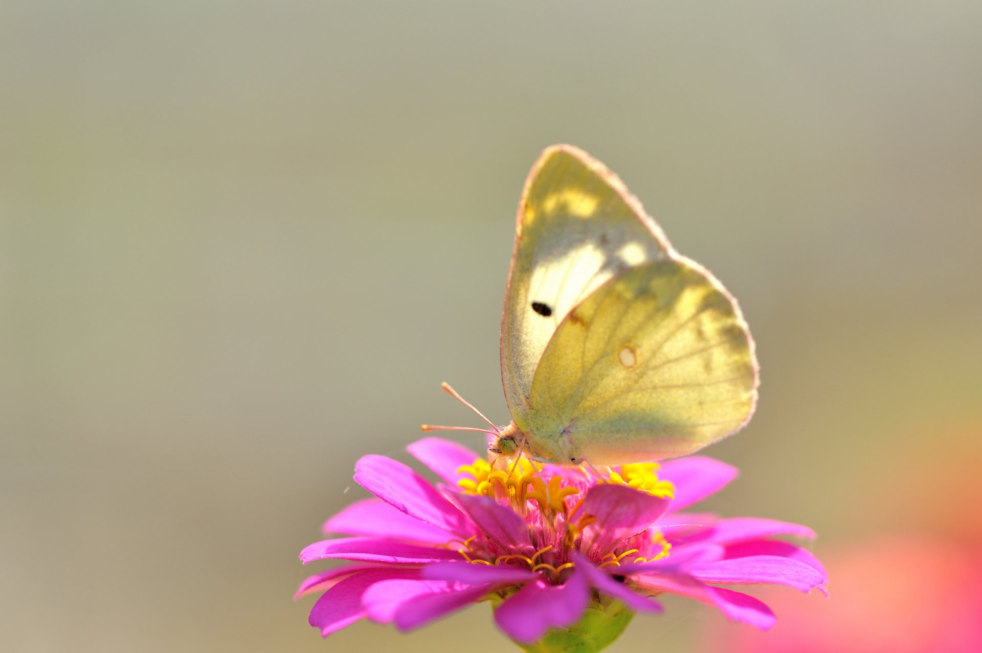 schmetterling blume makro