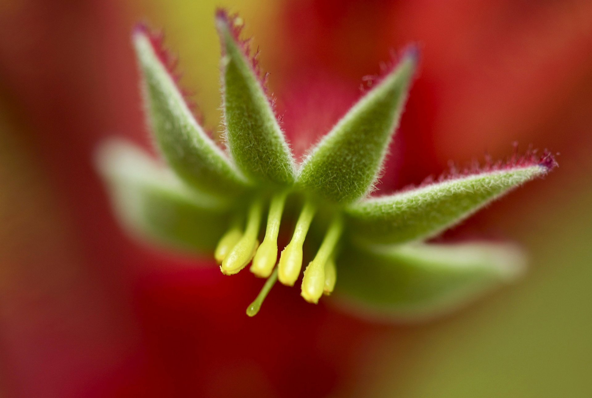 plante fleur pétales couleur lumière