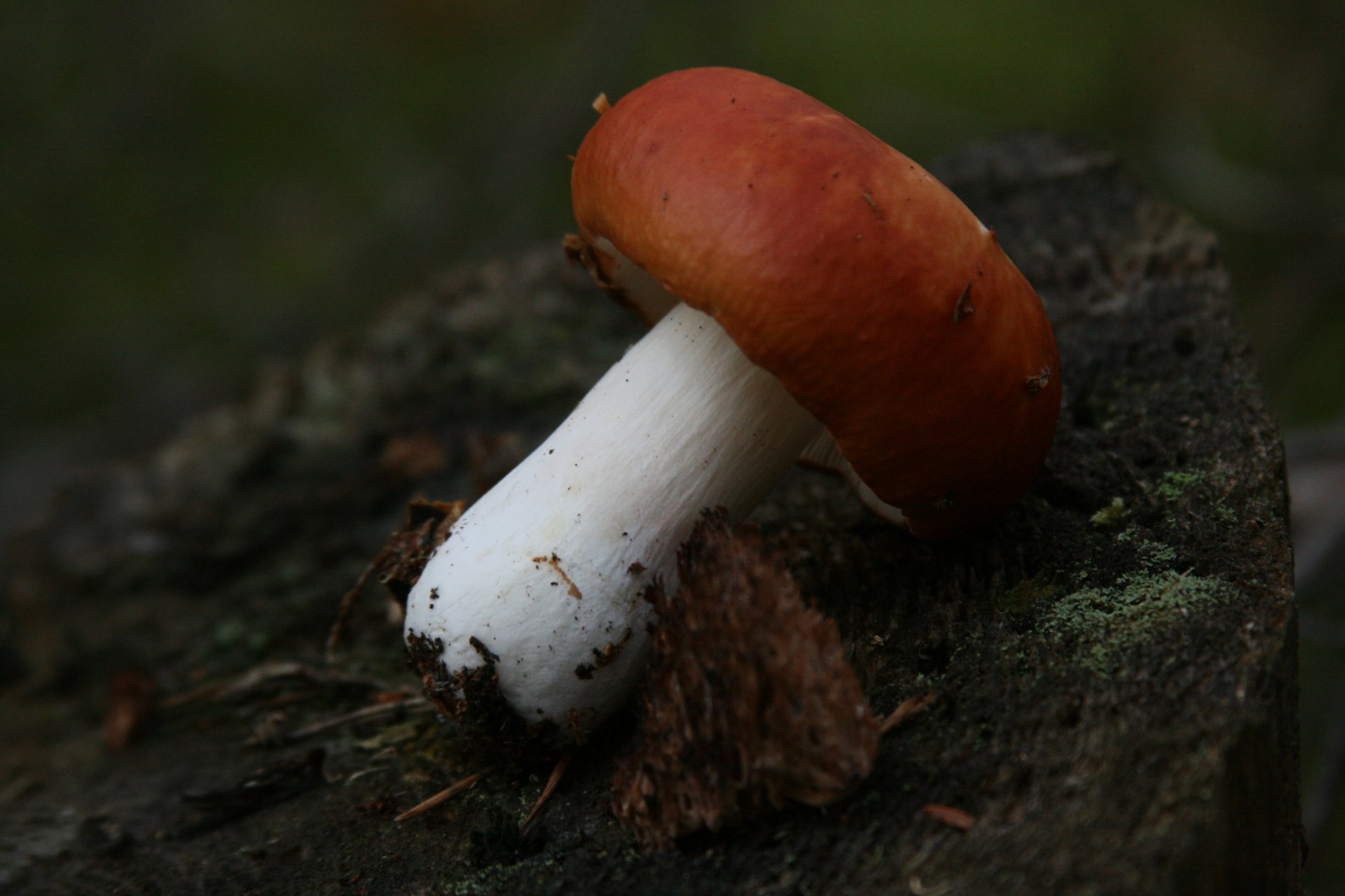 tło tapety makro russula kikut las spacer grzyb grzyby