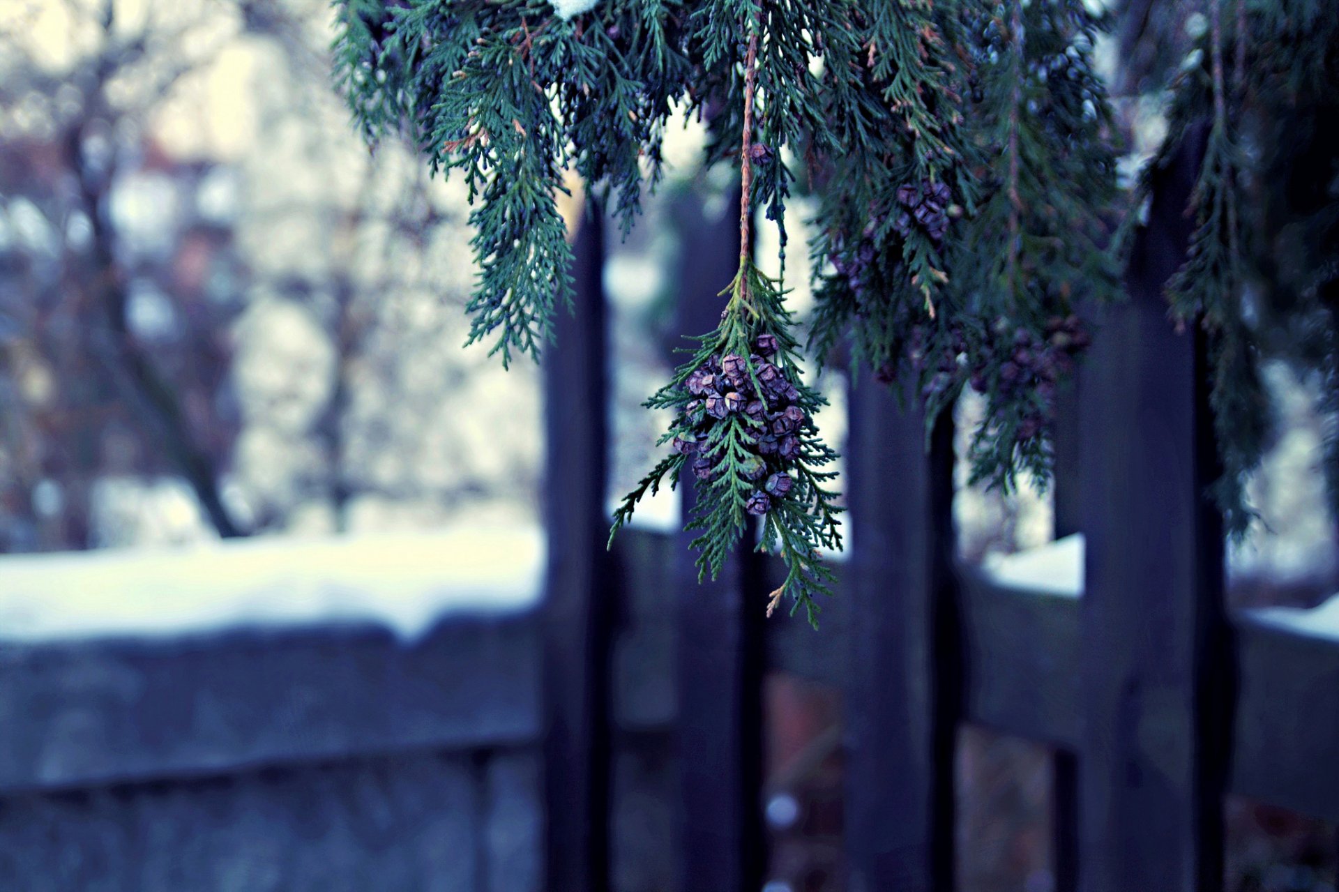 thuya arbre branche cônes hiver nature gros plan