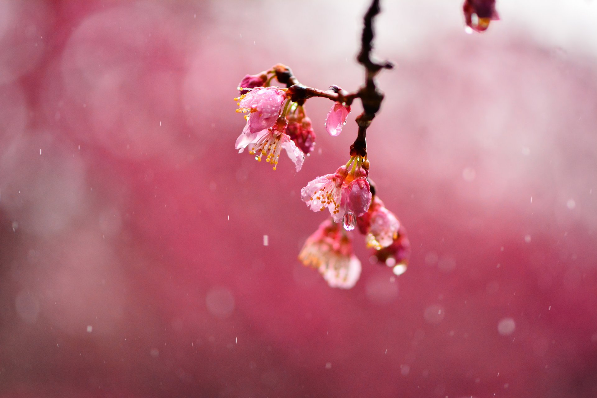 sakura cerise fleurs rose branche pluie gouttes flou macro mise au point