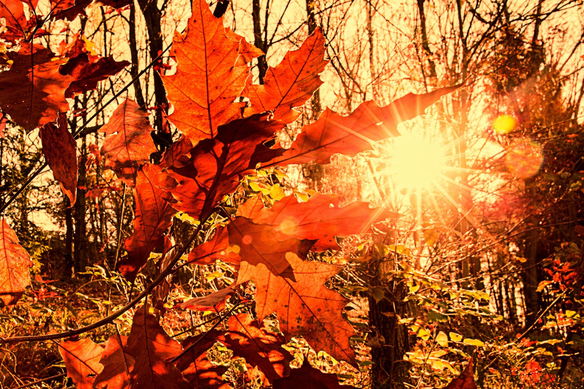 laub herbst sonne strahlen licht unschärfe