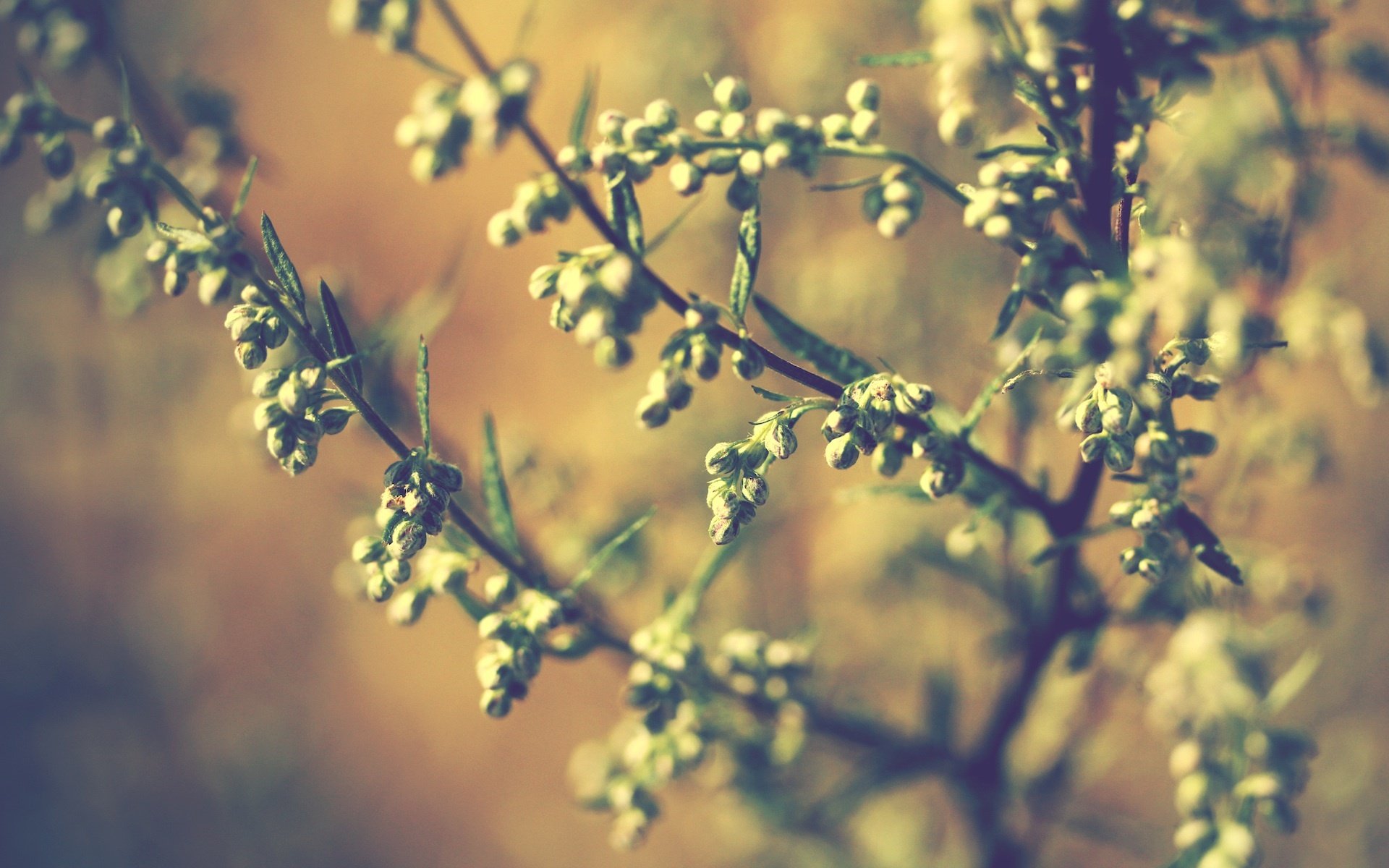 branches leaves plants light nature macro blur