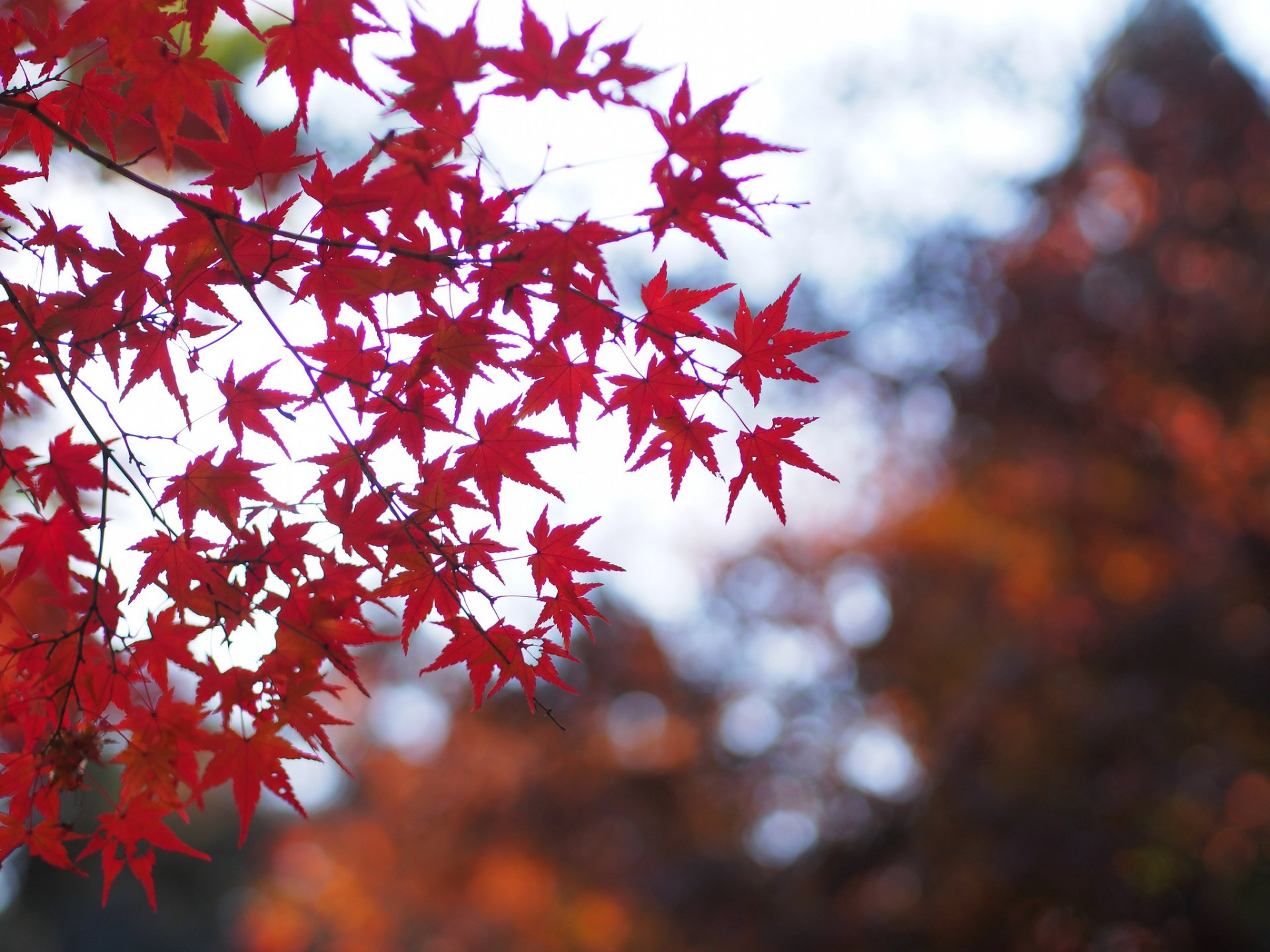 tree maple red leaves branches close up reflections blur autumn nature